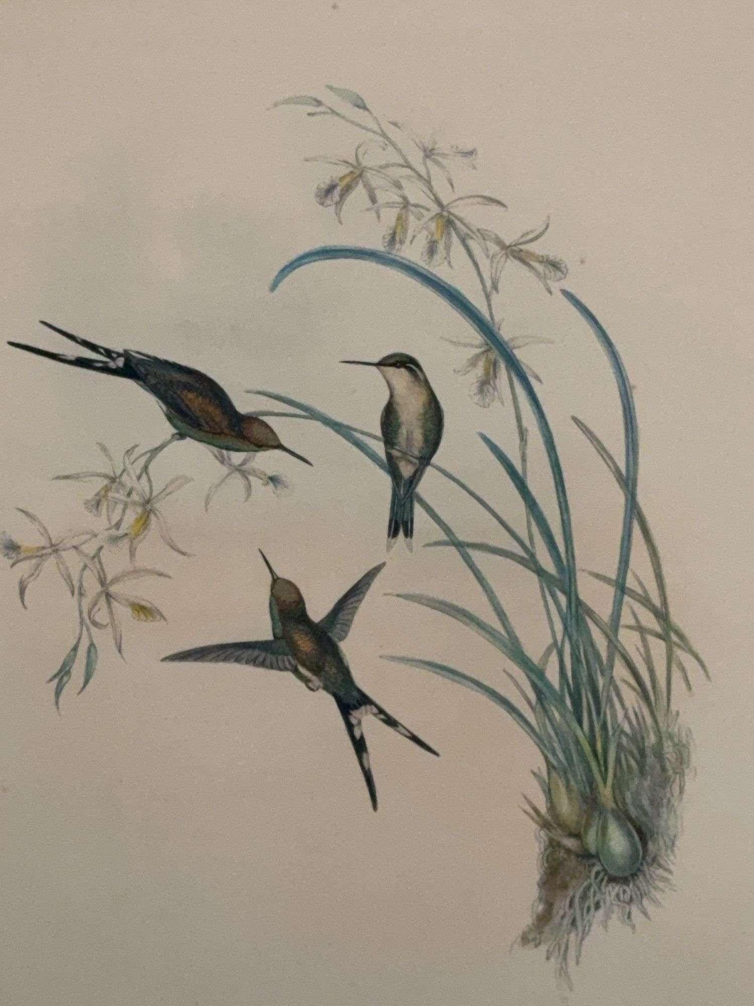 Britannique Antique Original J Gould H C Richter Hummingbird 