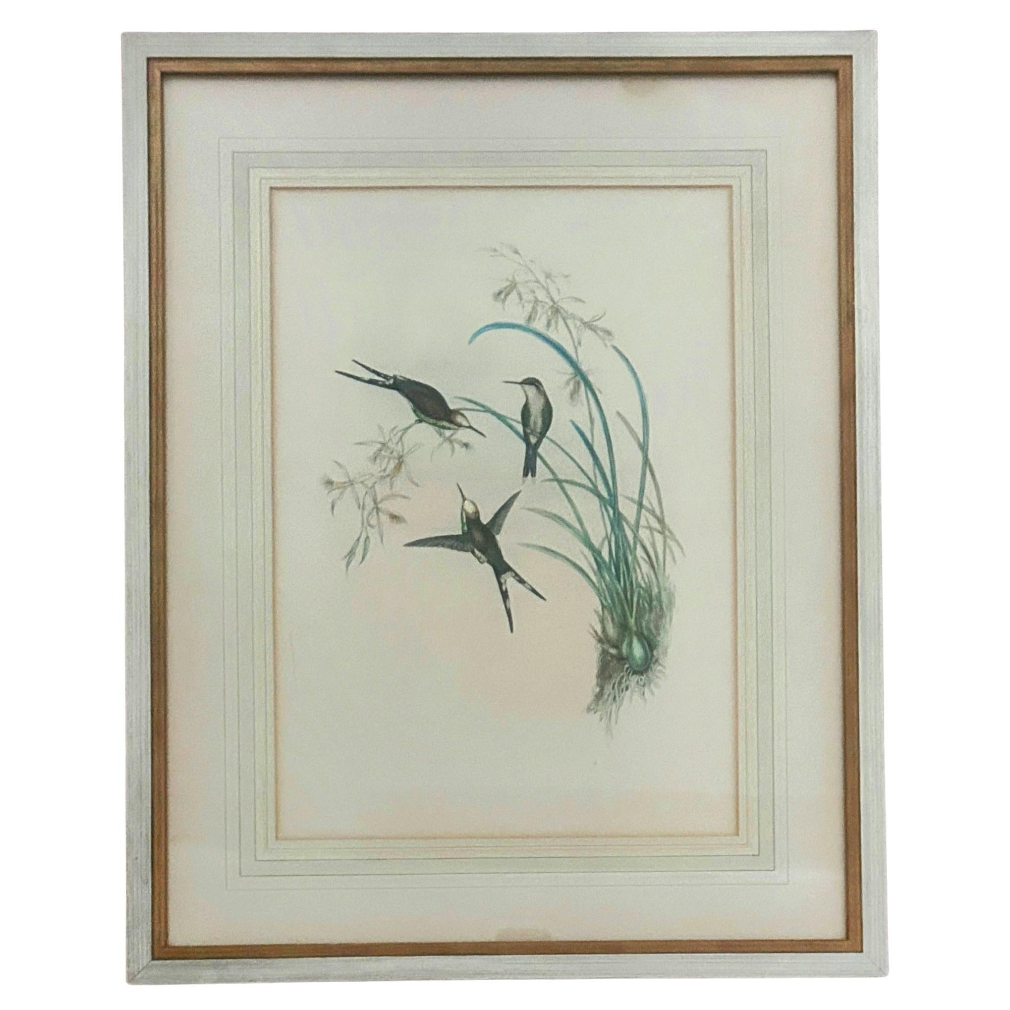 Antique Original J Gould H C Richter Hummingbird "Chlorostilbon Auriceps" Encadré