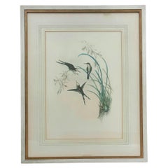 Antique Original J Gould H C Richter Hummingbird "Chlorostilbon Auriceps" Encadré