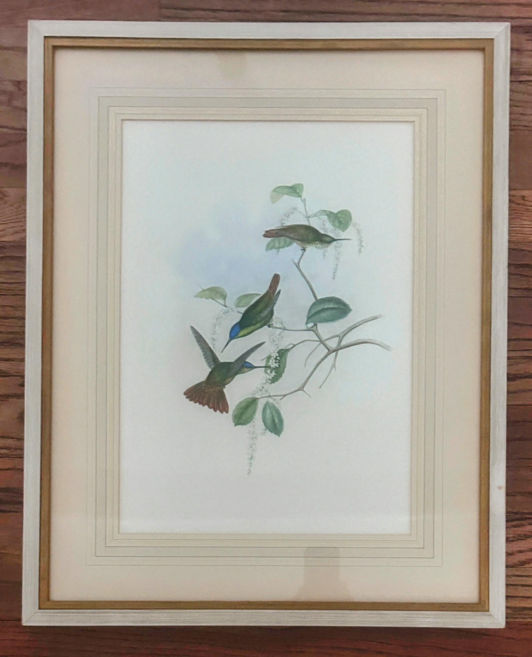 Lithographie de colibris en couleurs, marquée au dos du cadre 