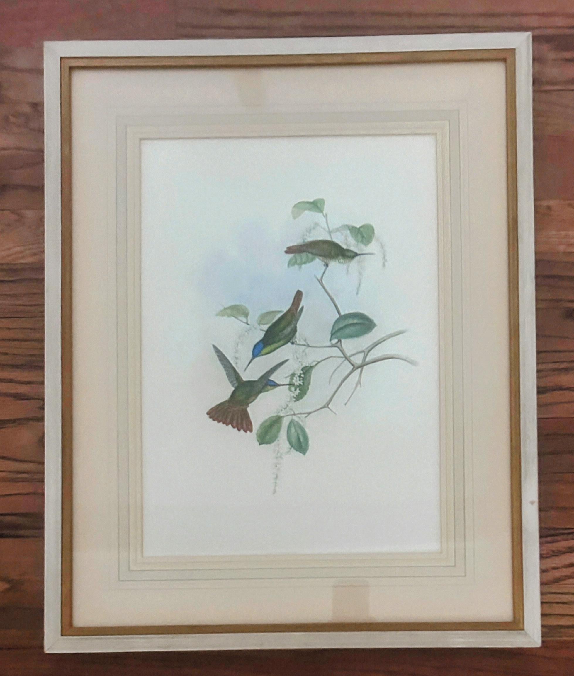 Début de l'époque victorienne Antique Original J Gould H C Richter Hummingbird 
