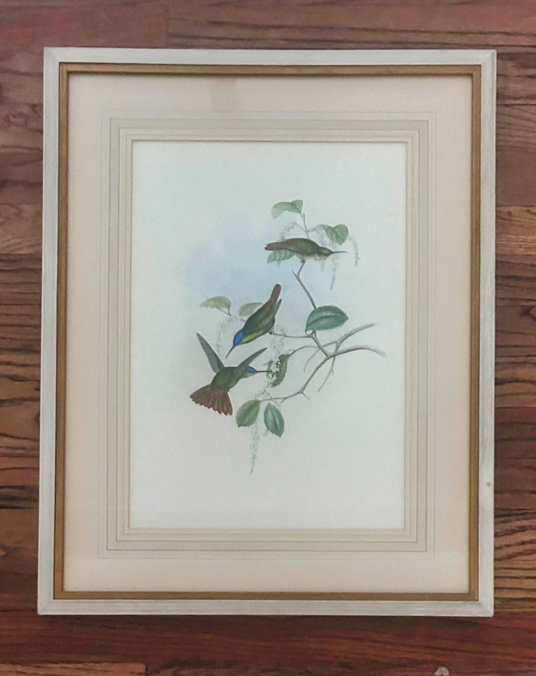 Britannique Antique Original J Gould H C Richter Hummingbird 