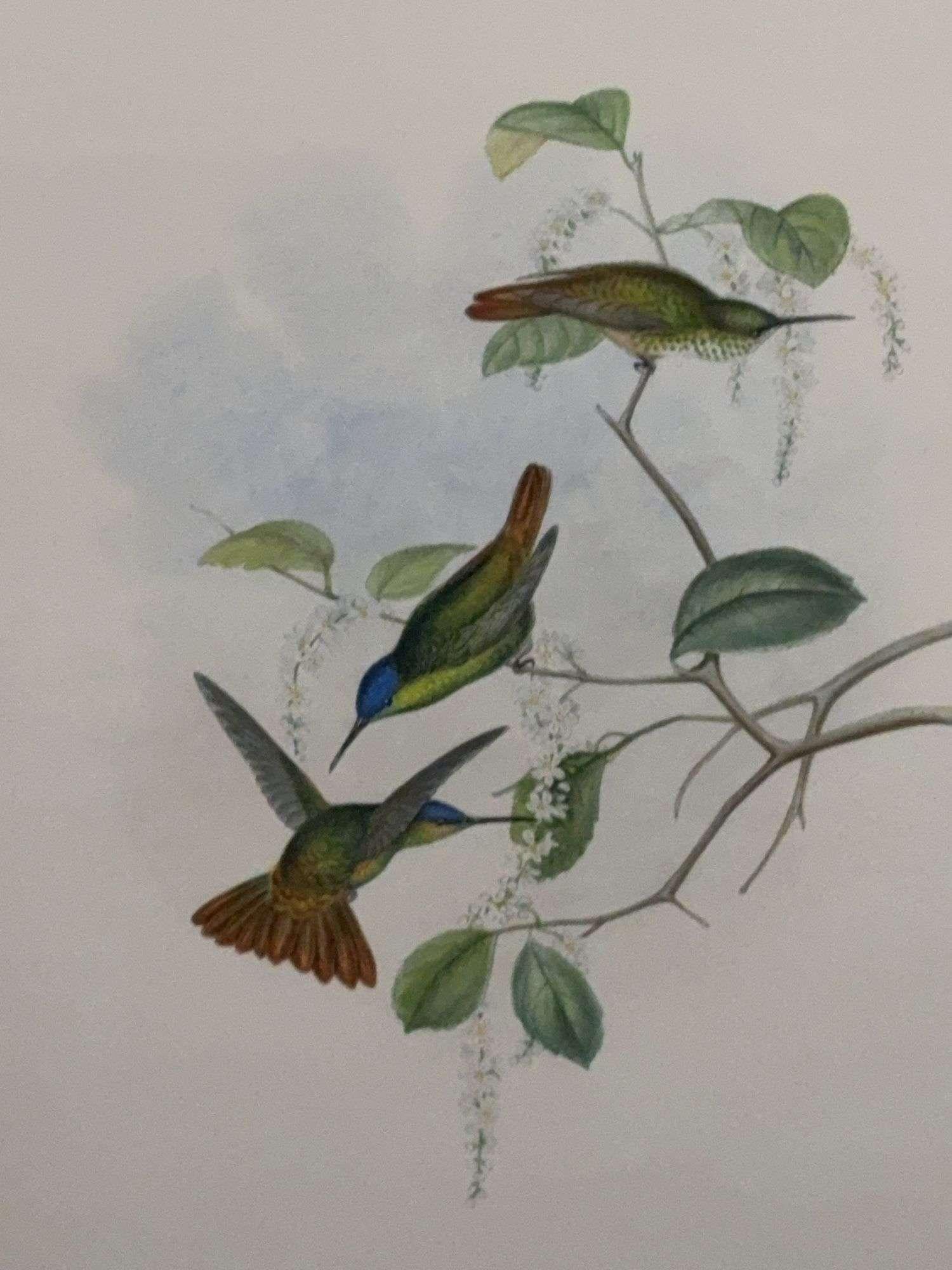 Fait main Antique Original J Gould H C Richter Hummingbird 