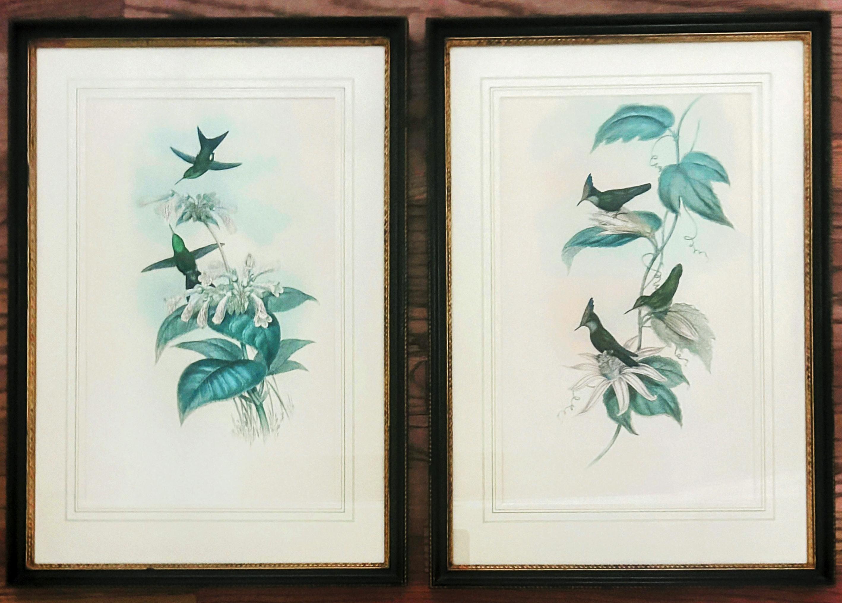 Plexiglas Antique Original J Gould H C Richter Hummingbird 