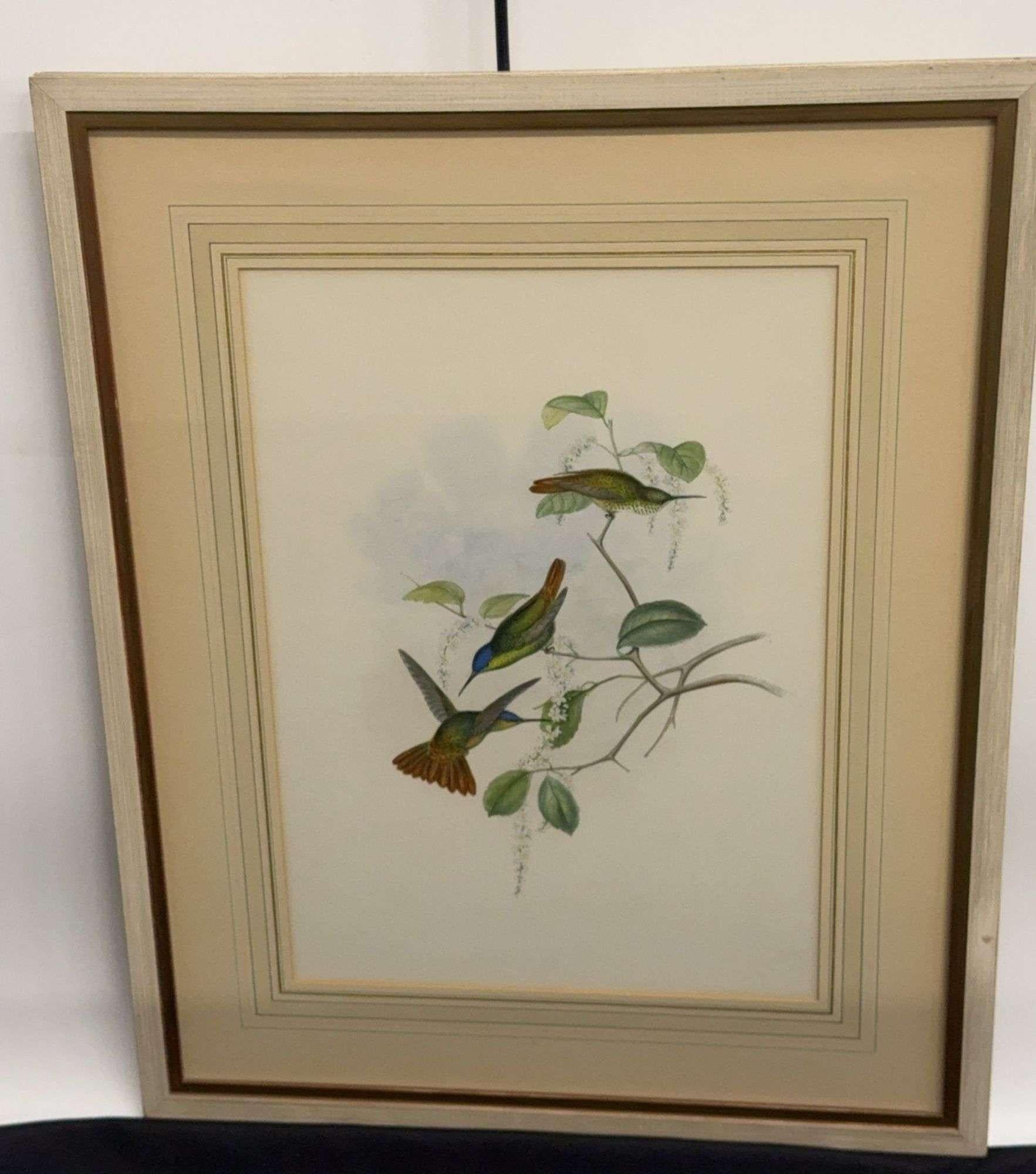 Antique Original J Gould H C Richter Hummingbird 