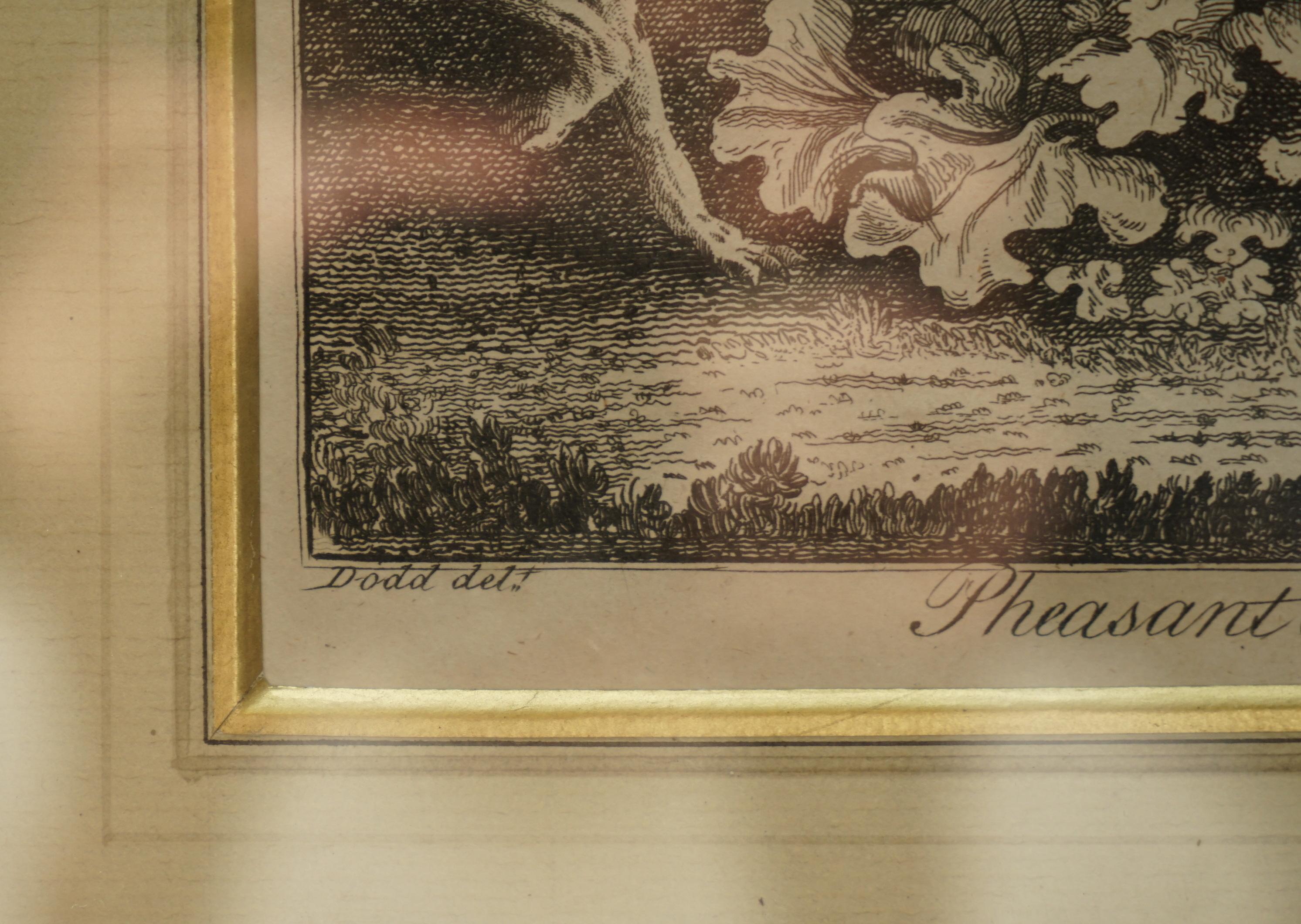 Antiker Original Robert Dodd 1748-1816 Kupferplatte Druck von Fasanenschwappen im Angebot 7