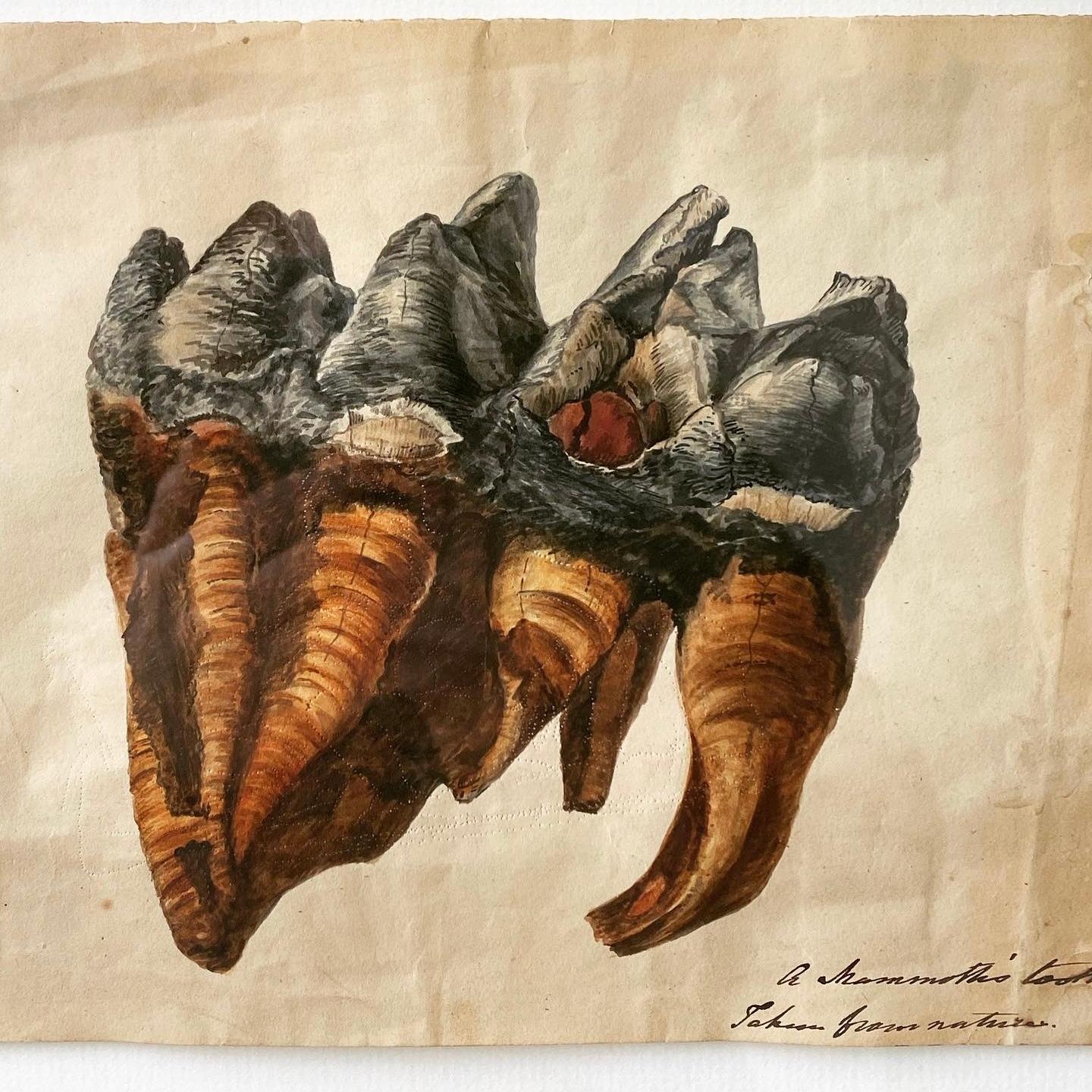 British Antique Original Scientific Study of a Mammoth Tooth, Original Watercolour