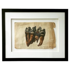 Antique Original Scientific Study of a Mammoth Tooth, Original Watercolour