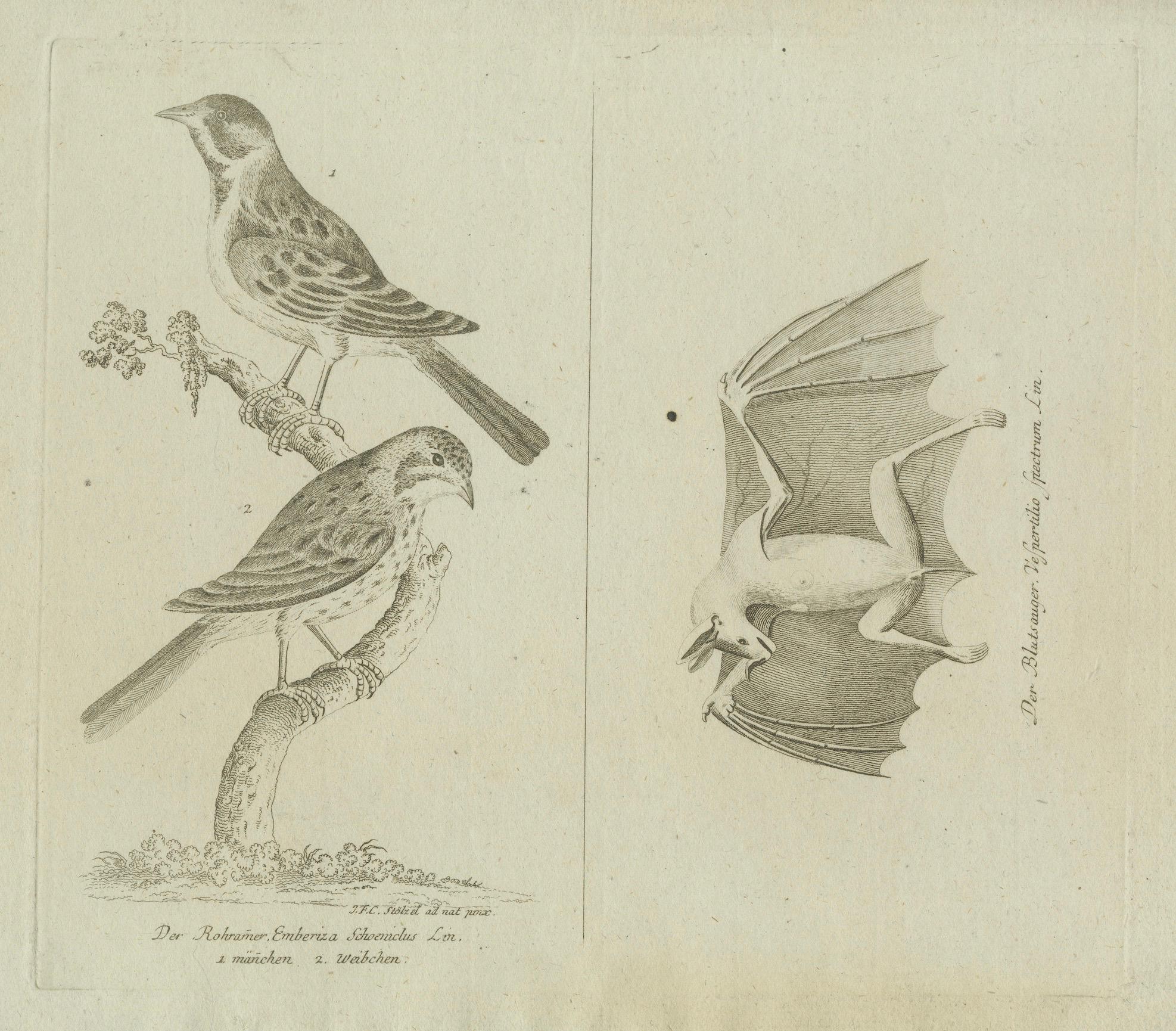 Antique Engraving of Birds and Bat Species, Emberiza schoeniclus & Vespertilio spectrum, c.1800

Description:
This elegant natural history engraving from around 1800 features two finely rendered ornithological and mammalogical studies — a pair of