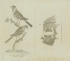 Antique Ornithological & Zoological Engraving – Bird and Bat Species, c.1800