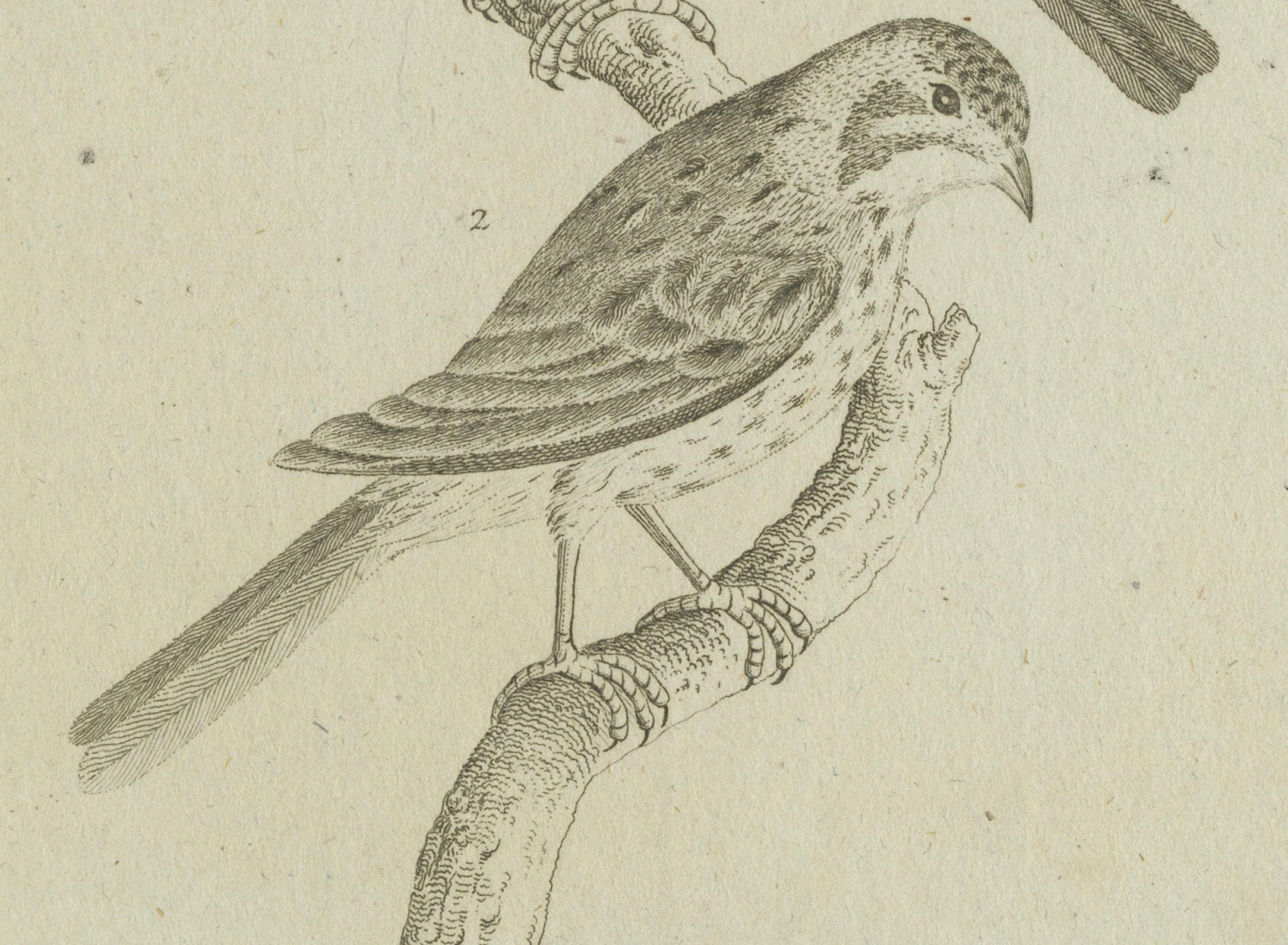 Antique Ornithological & Zoological Engraving – Bird and Bat Species, c.1800 (Deutsch) im Angebot