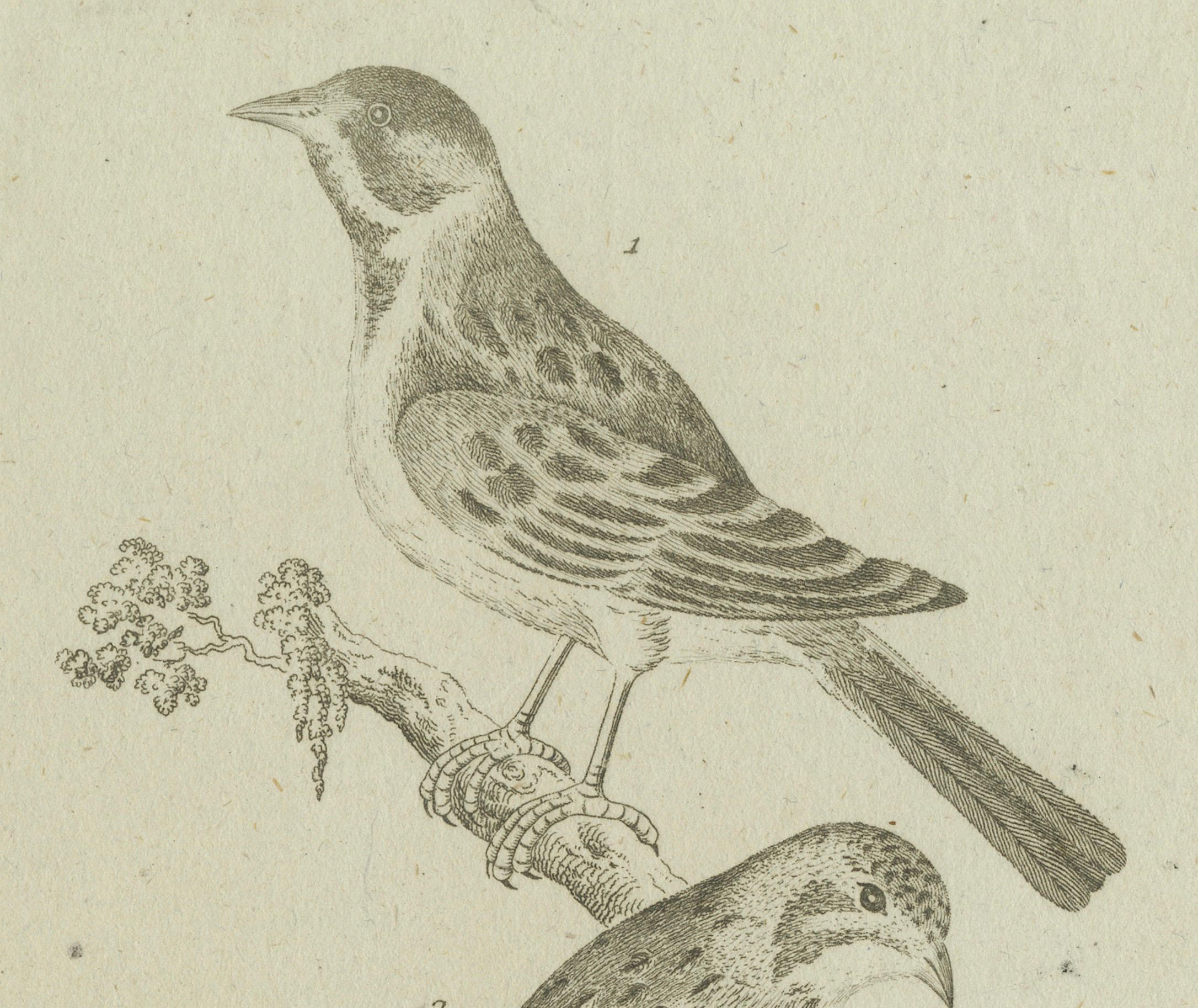 Antique Ornithological & Zoological Engraving – Bird and Bat Species, c.1800 (Graviert) im Angebot