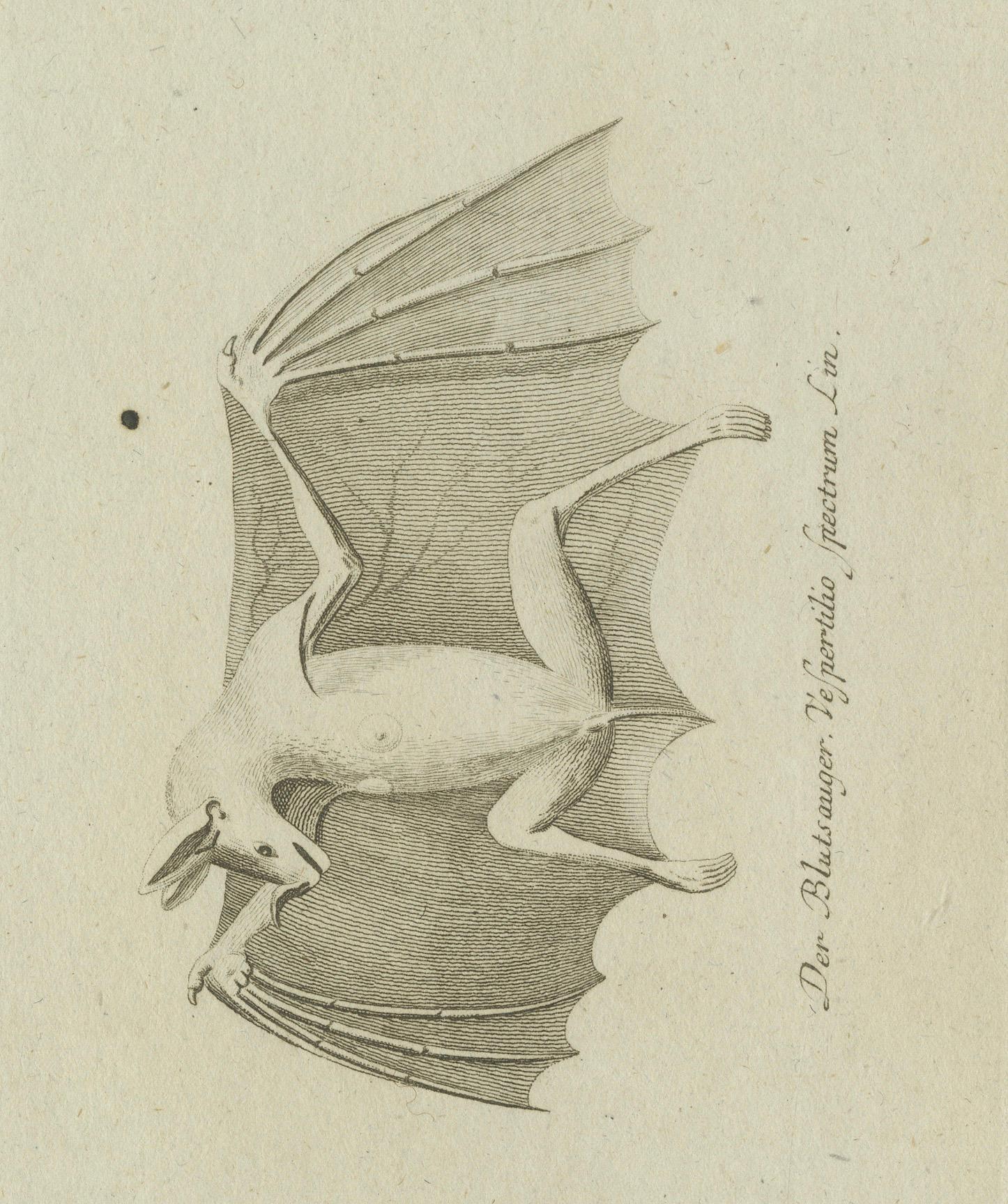 Antique Ornithological & Zoological Engraving – Bird and Bat Species, c.1800 im Zustand „Gut“ im Angebot in Langweer, NL