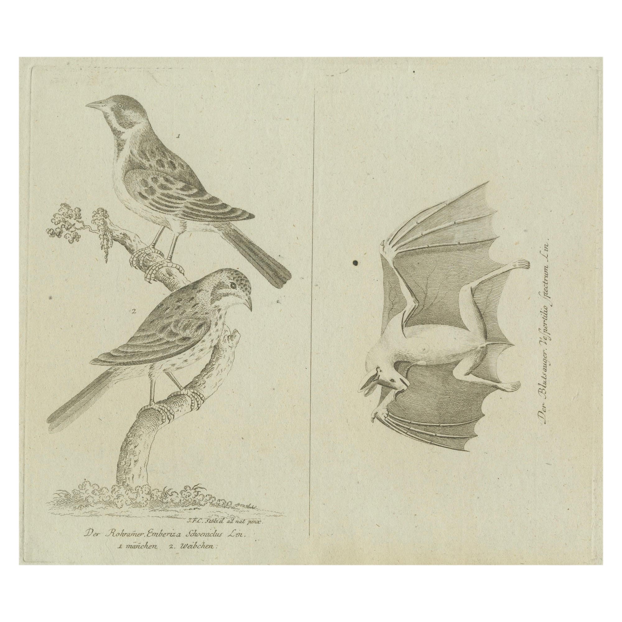 Antique Ornithological & Zoological Engraving – Bird and Bat Species, c.1800 im Angebot