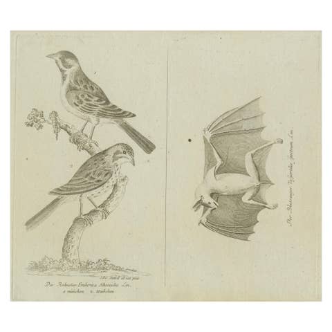 Antique Ornithological & Zoological Engraving – Bird and Bat Species, c.1800