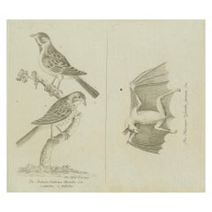 Antique Ornithological & Zoological Engraving – Bird and Bat Species, c.1800