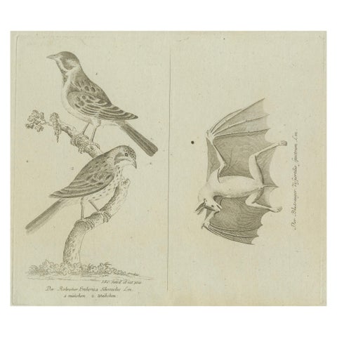 Antique Ornithological & Zoological Engraving, Bird and Bat Species, c.1800