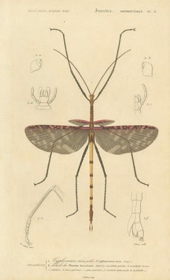 Antique Orthoptères Pair – Grasshoppers & Locusts, Elegant French Prints, 1800