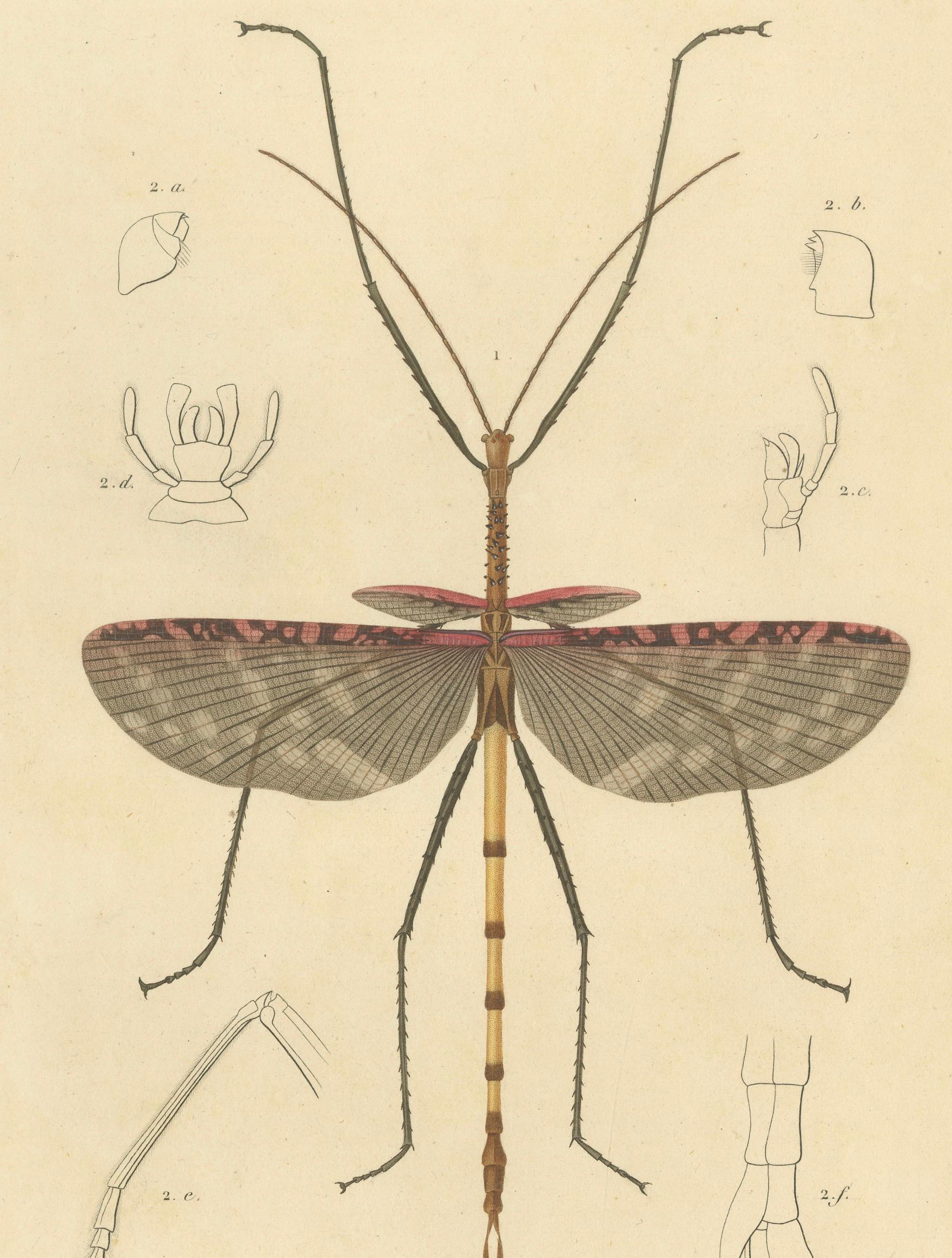 Antique Orthoptères Pair – Grasshoppers & Locusts, Elegant French Prints, 1800