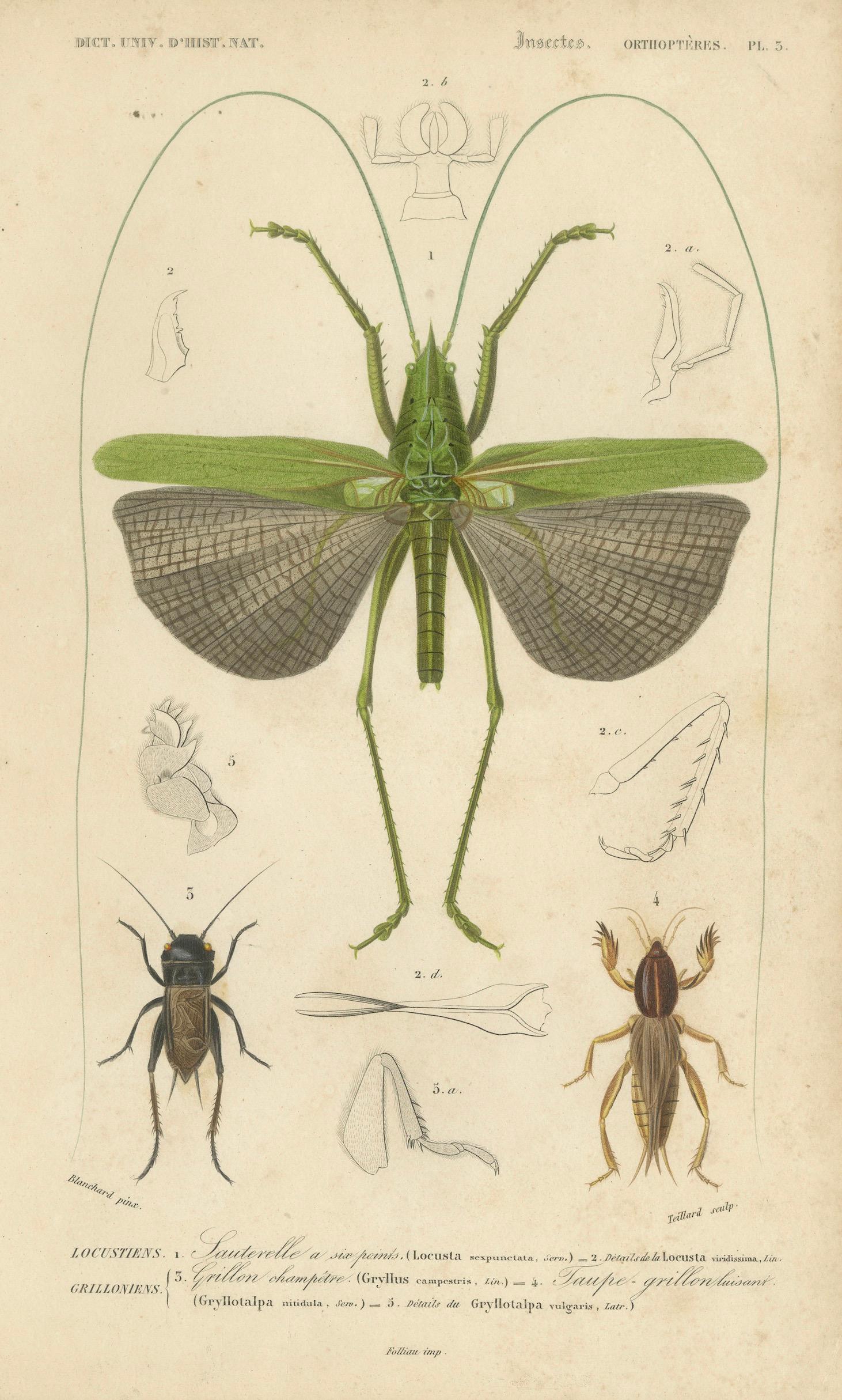 Antique Orthoptères Pair – Grasshoppers & Locusts, Elegant French Prints, 1800