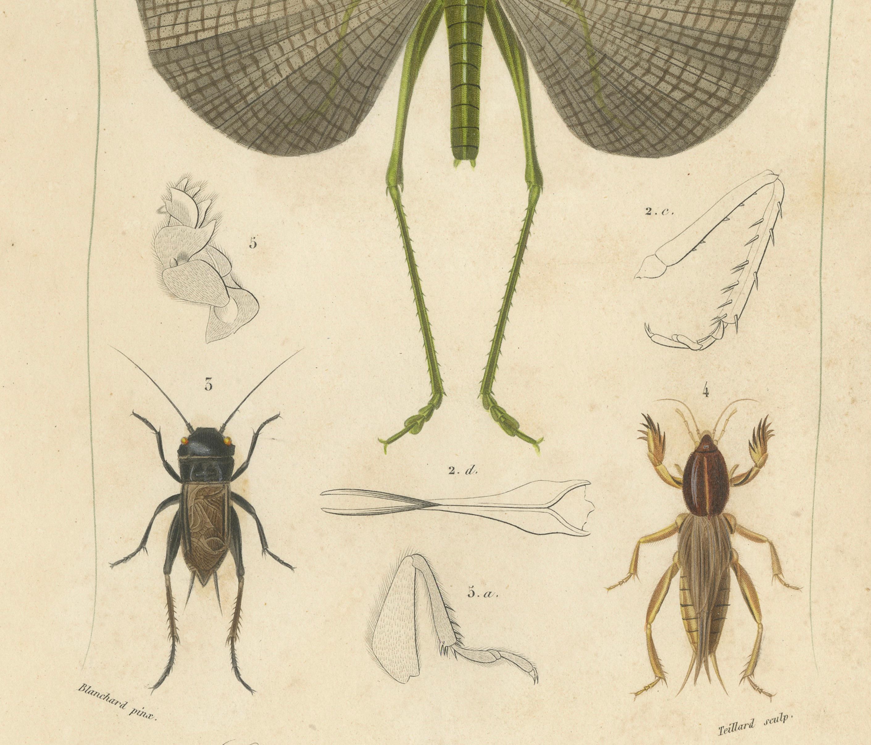 Antique Orthoptères Pair – Grasshoppers & Locusts, Elegant French Prints, 1800