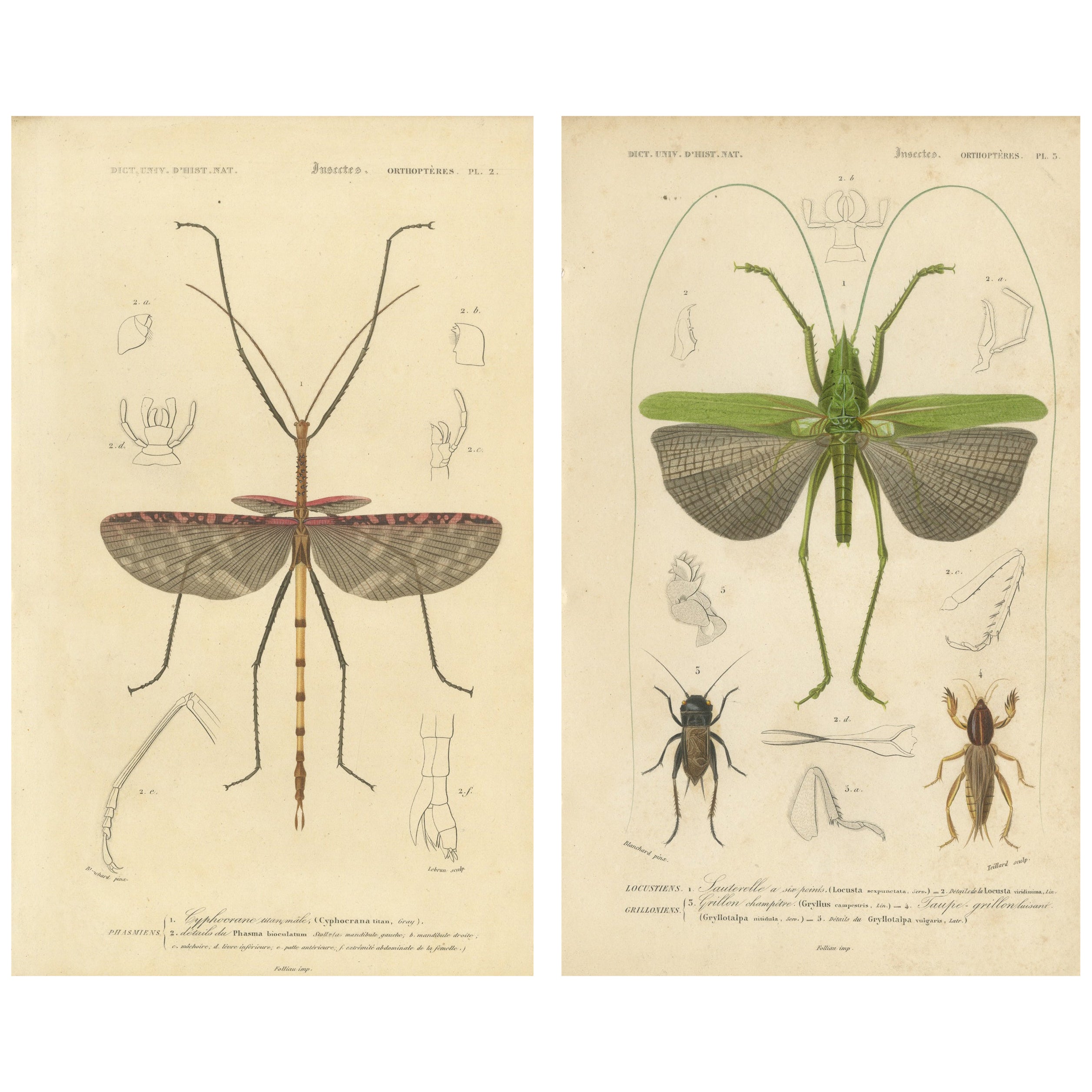 Antique Orthoptères Pair – Grasshoppers 
Locusts, Elegant French Prints, 1800