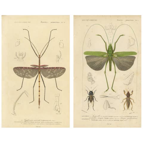 Antique Orthoptères Pair – Grasshoppers & Locusts, Elegant French Prints, 1800