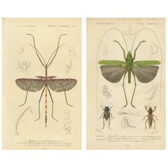 Antique Orthoptères Pair – Grasshoppers & Locusts, Elegant French Prints, 1800