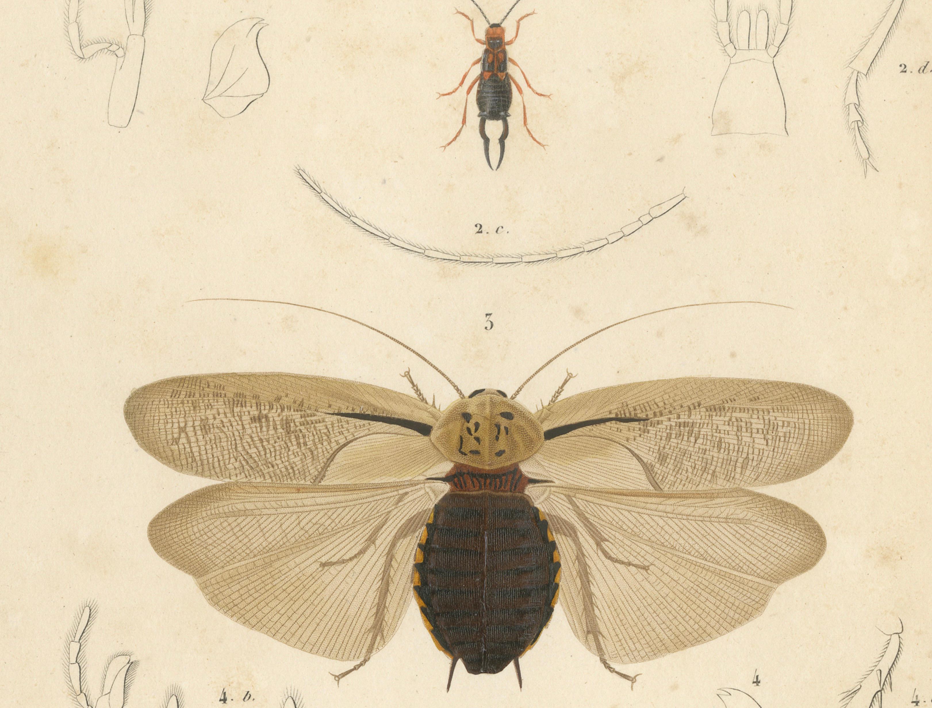 Antique Orthoptères Pair – Grasshoppers, Mantids & Earwigs, French c.1800