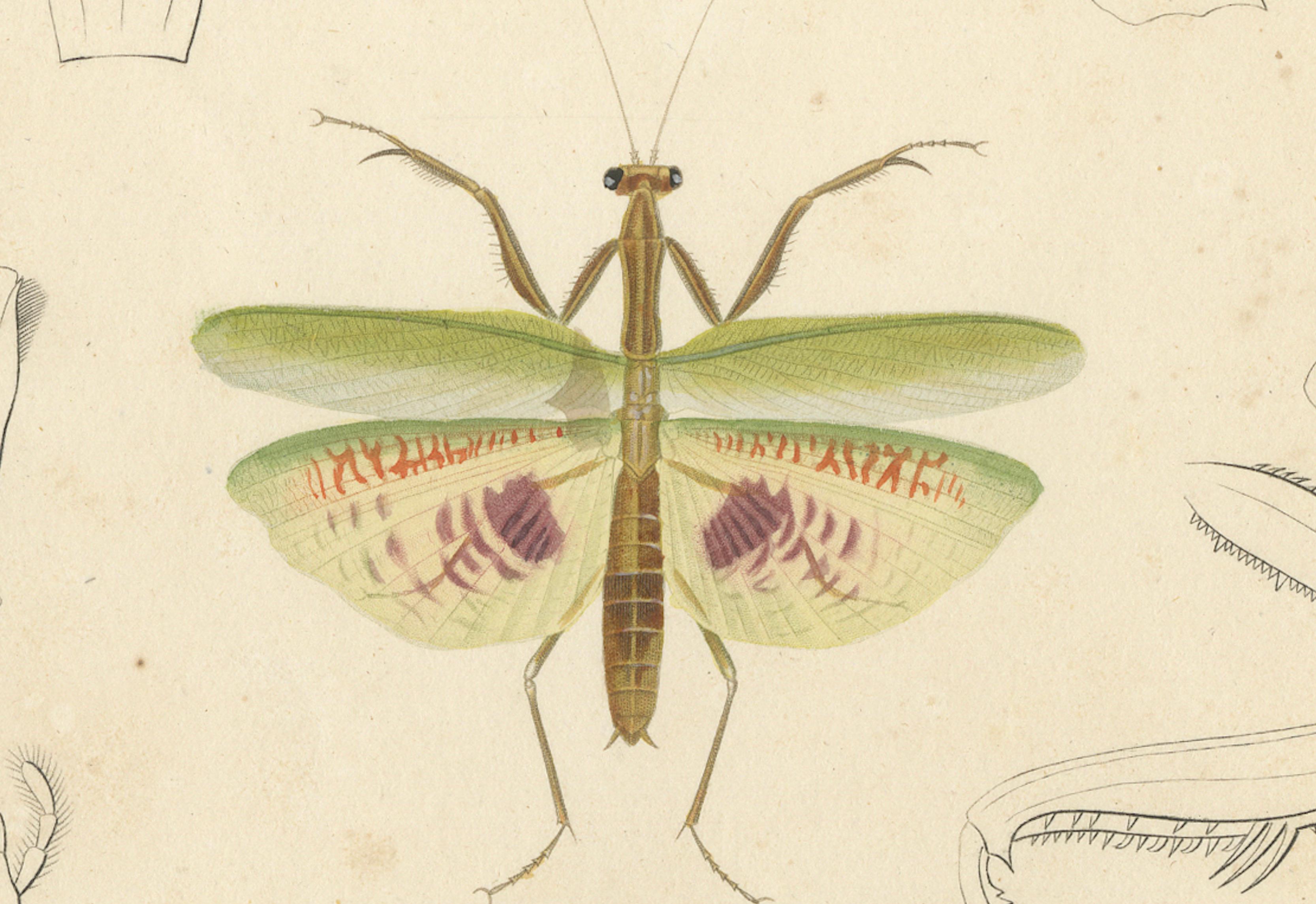 Antique Orthoptères Pair – Grasshoppers, Mantids & Earwigs, French c.1800
