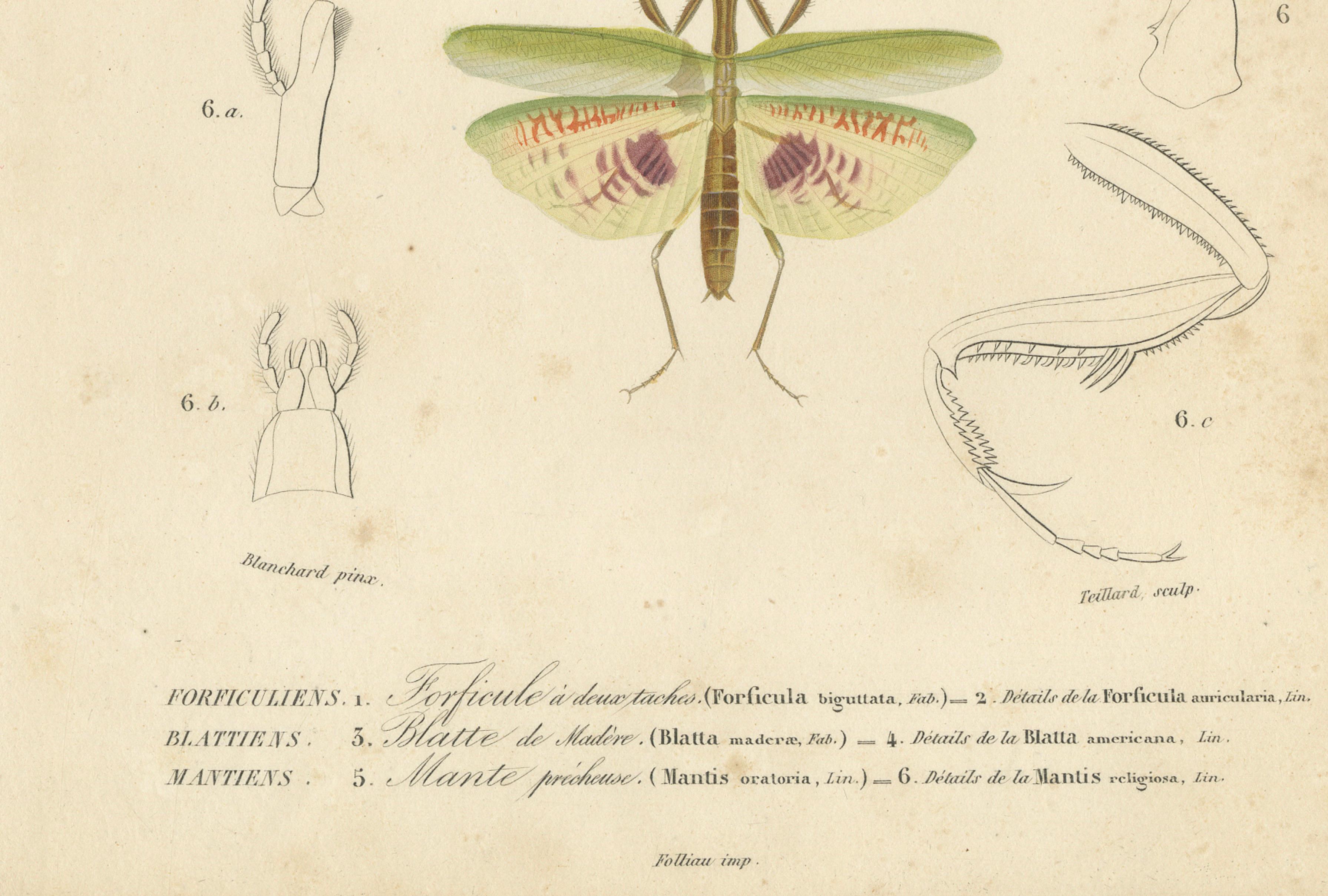 Antique Orthoptères Pair – Grasshoppers, Mantids & Earwigs, French c.1800