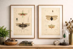 Antique Orthoptères Pair – Grasshoppers, Mantids & Earwigs, French c.1800