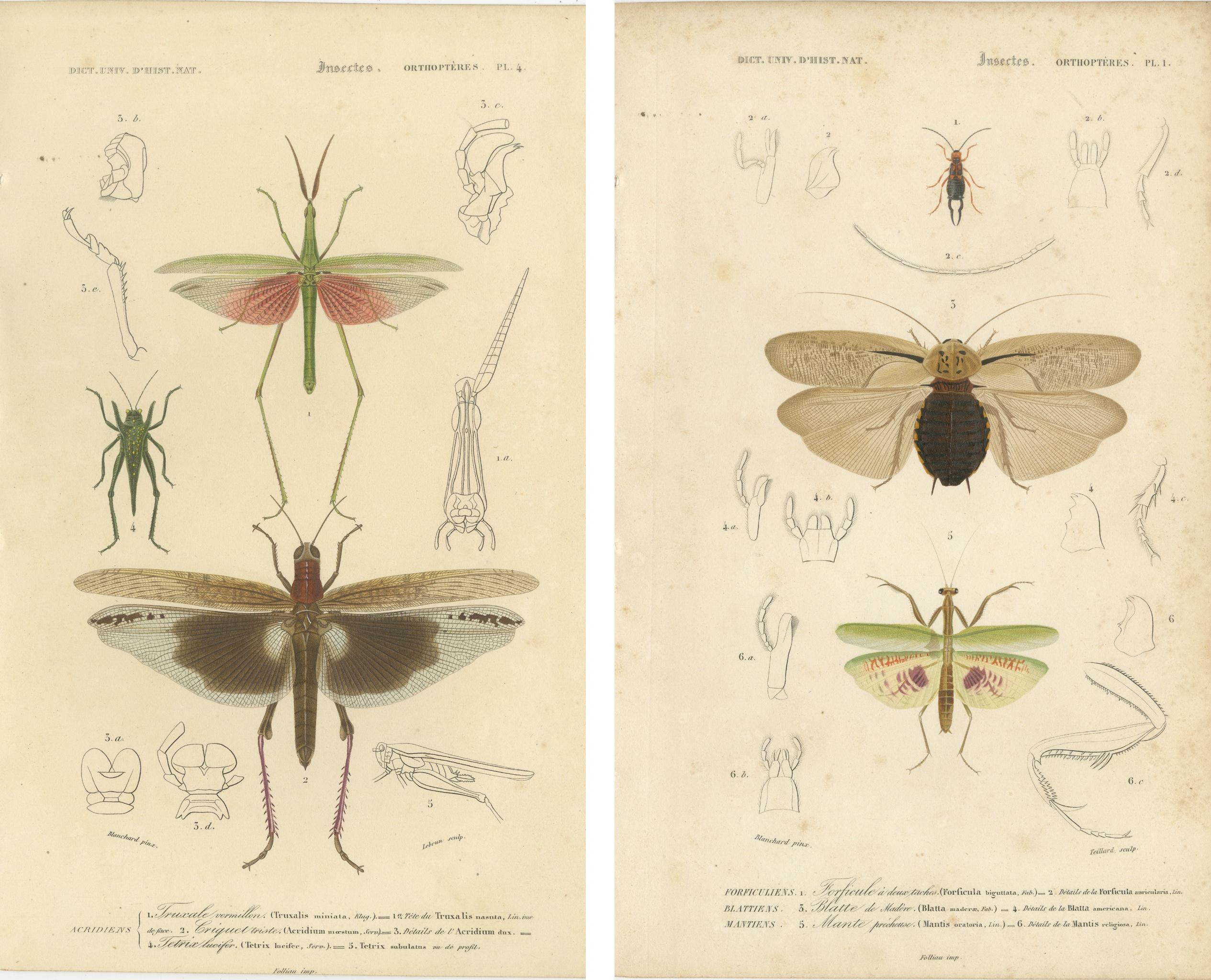 Antique Orthoptères Pair – Grasshoppers, Mantids & Earwigs, French c.1800