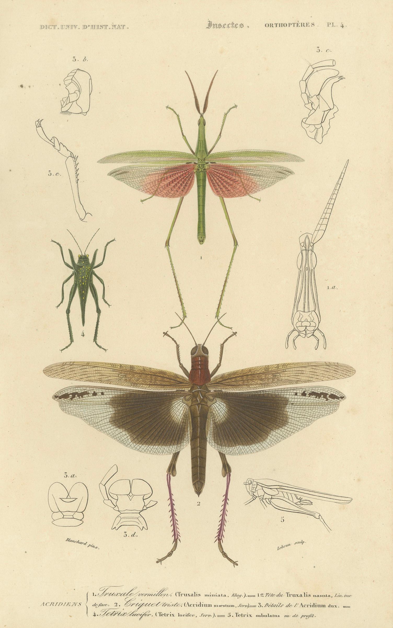 Antique Orthoptères Pair – Grasshoppers, Mantids & Earwigs, French c.1800