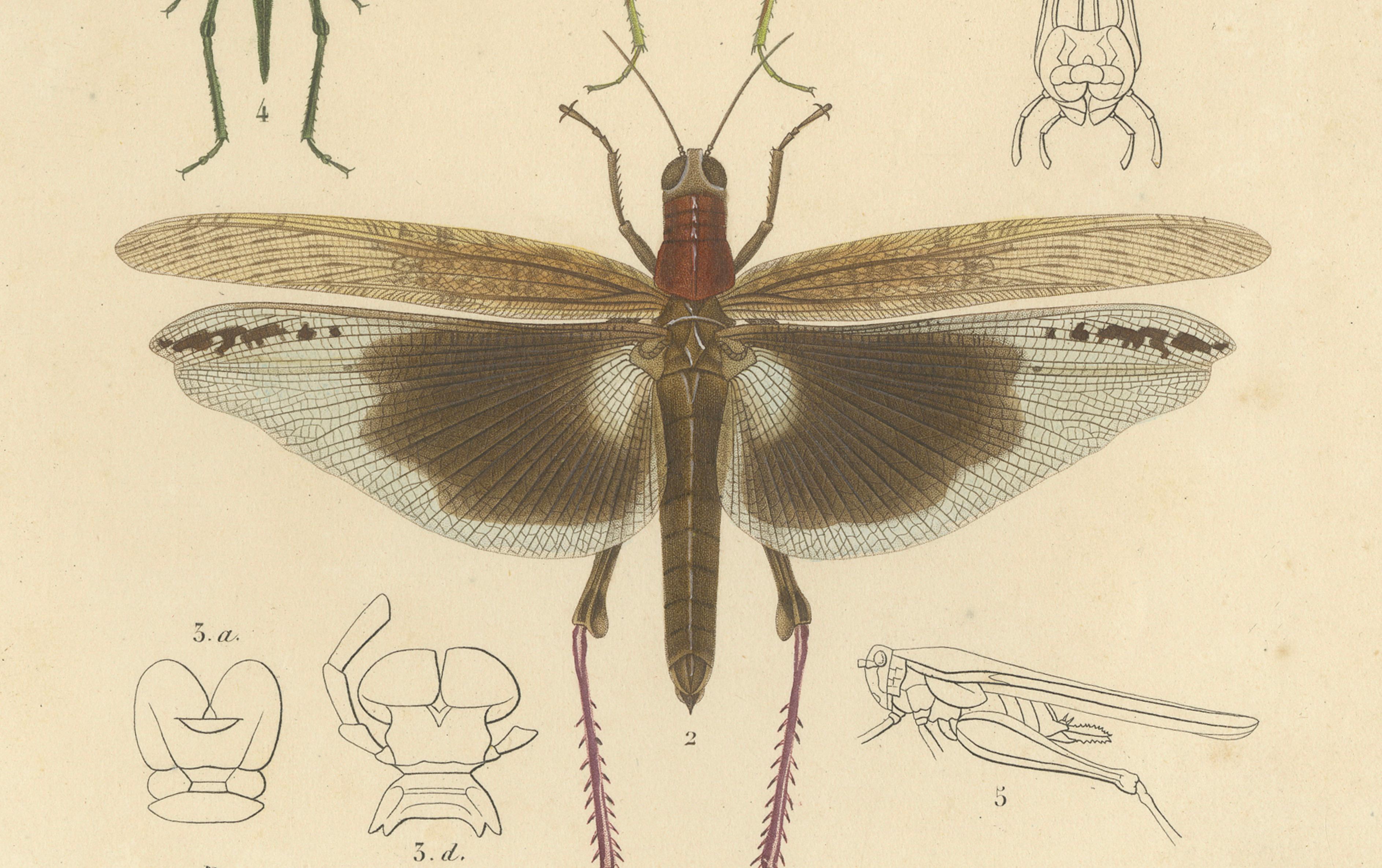 Antique Orthoptères Pair – Grasshoppers, Mantids & Earwigs, French c.1800