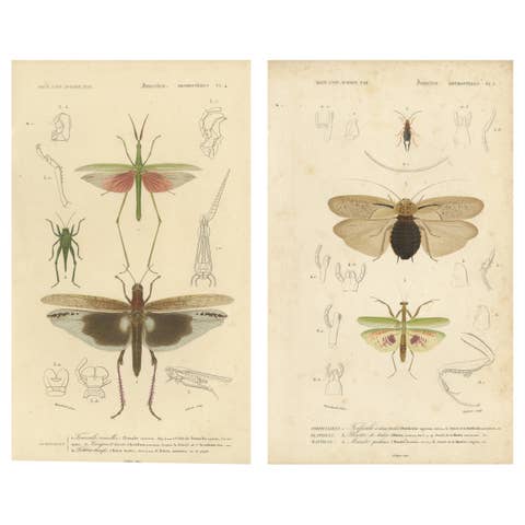 Antique Orthoptères Pair – Grasshoppers, Mantids & Earwigs, French c.1800
