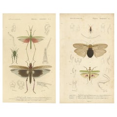Antique Orthoptères Pair – Grasshoppers, Mantids 
Earwigs, French c.1800