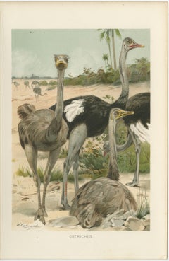 Antique Ostrich Print Exotic Birds Africa Scene Chromolithograph c.1895