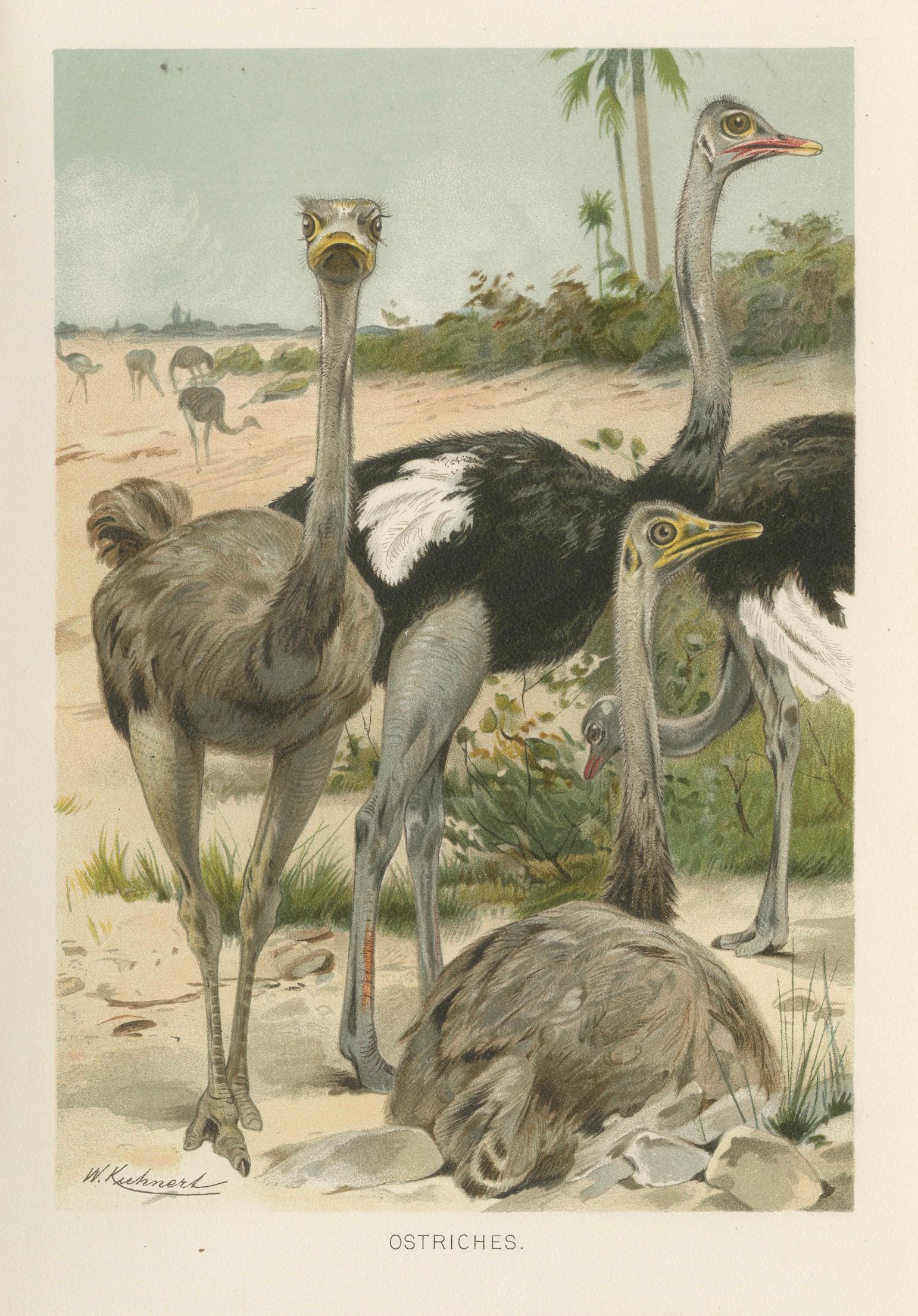 Antique Ostrich Print Exotic Birds Africa Scene Chromolithograph c.1895
