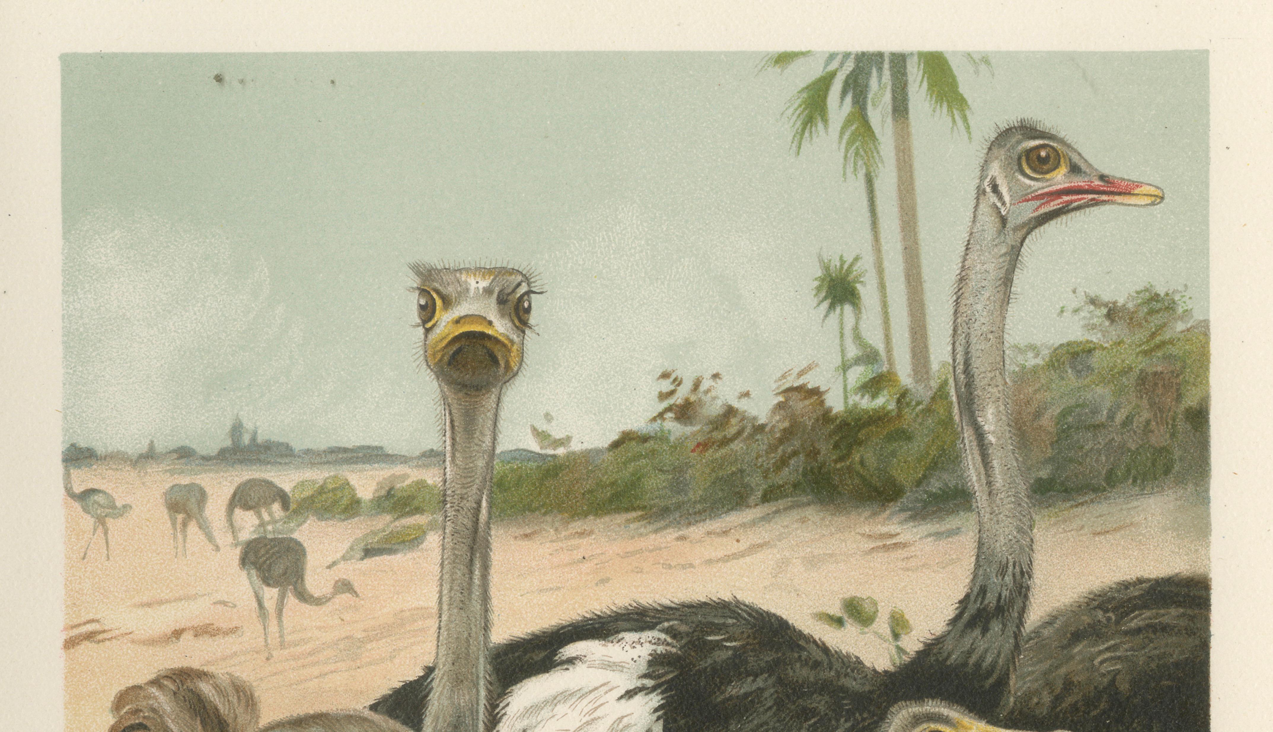 Antique Ostrich Print Exotic Birds Africa Scene Chromolithograph c.1895