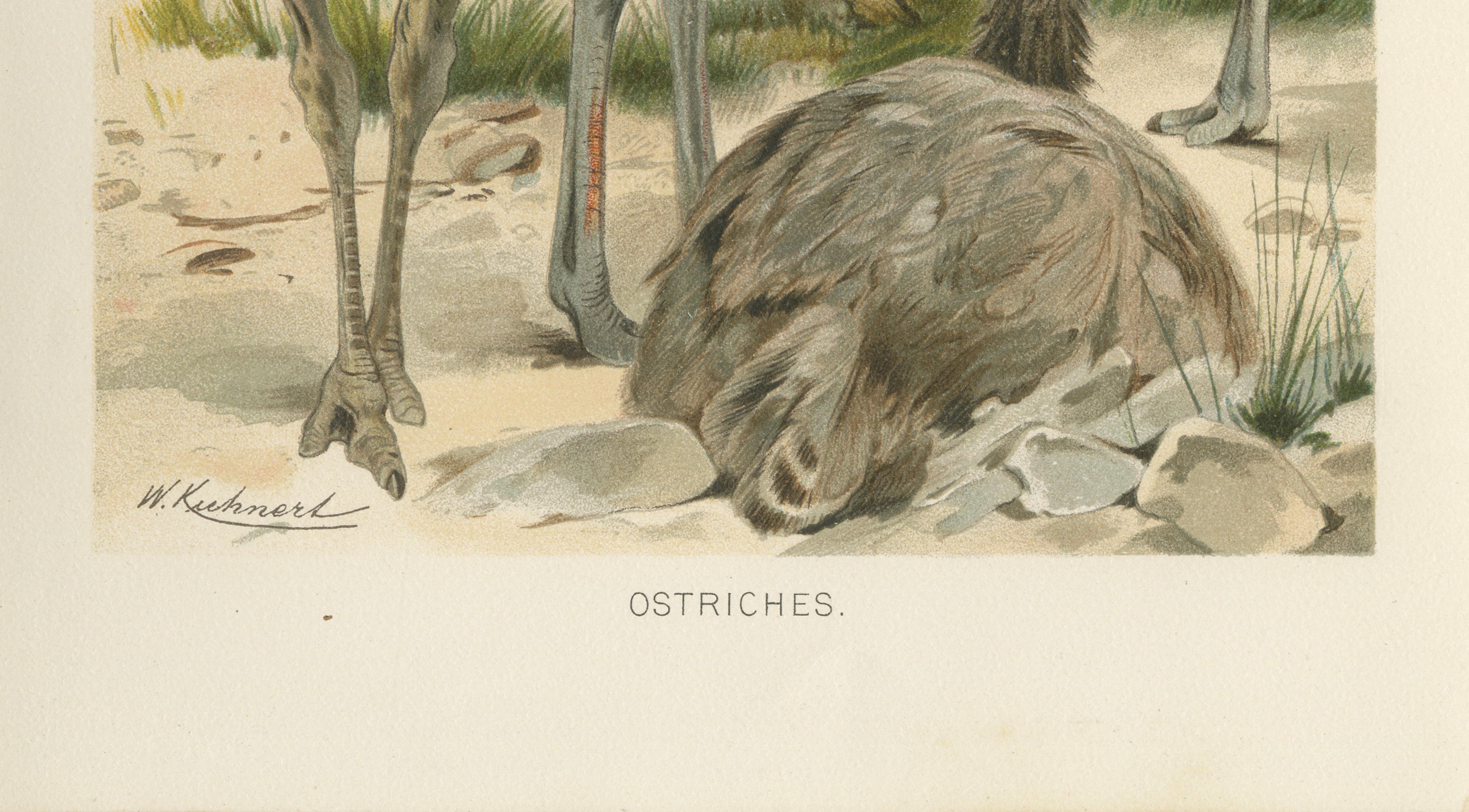 Antique Ostrich Print Exotic Birds Africa Scene Chromolithograph c.1895