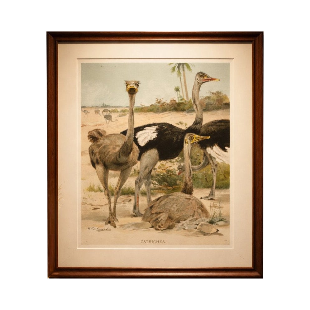 Antique Ostrich Print Exotic Birds Africa Scene Chromolithograph c.1895