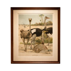 Antique Ostrich Print Exotic Birds Africa Scene Chromolithograph c.1895