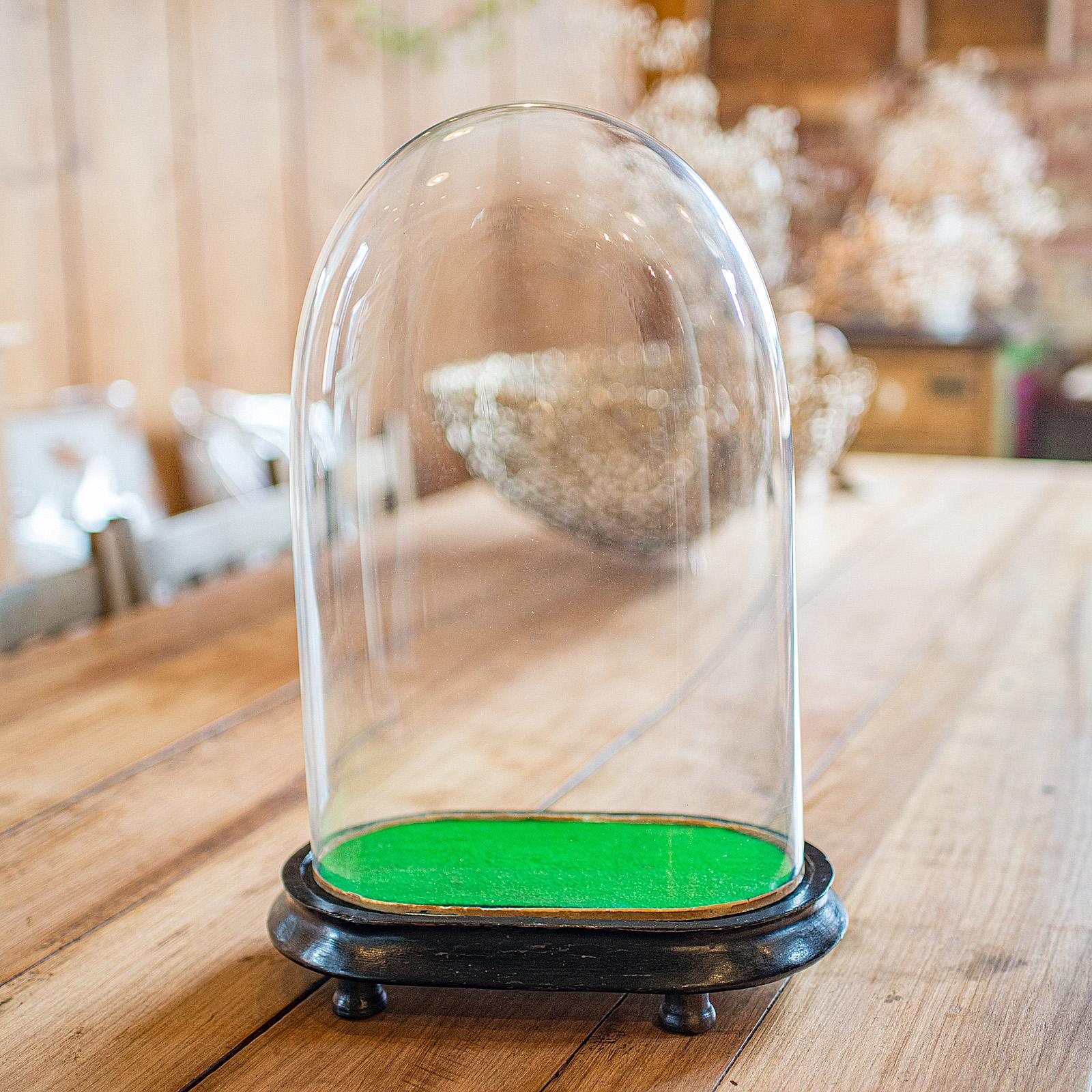 British Antique Oval Collector's Dome, English, Glass Clock Case, Botany, Late Victorian For Sale