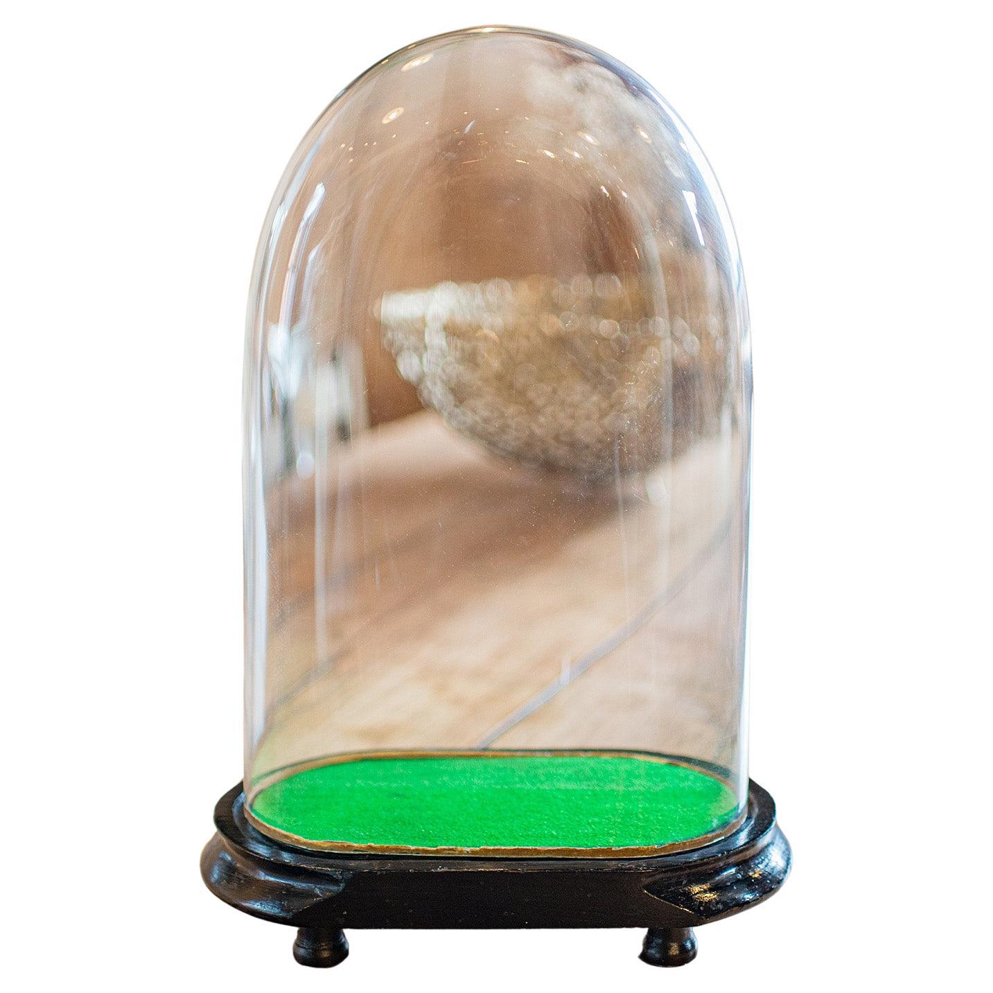 Antiker ovaler Collector's Dome, englisch, Glasuhrgehäuse, Botanik, spätviktorianisch