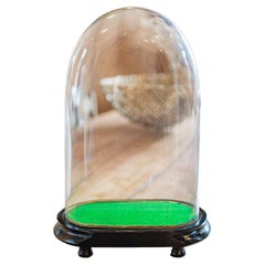 Antique Oval Collector's Dome, English, Glass Clock Case, Botany, Late Victorian