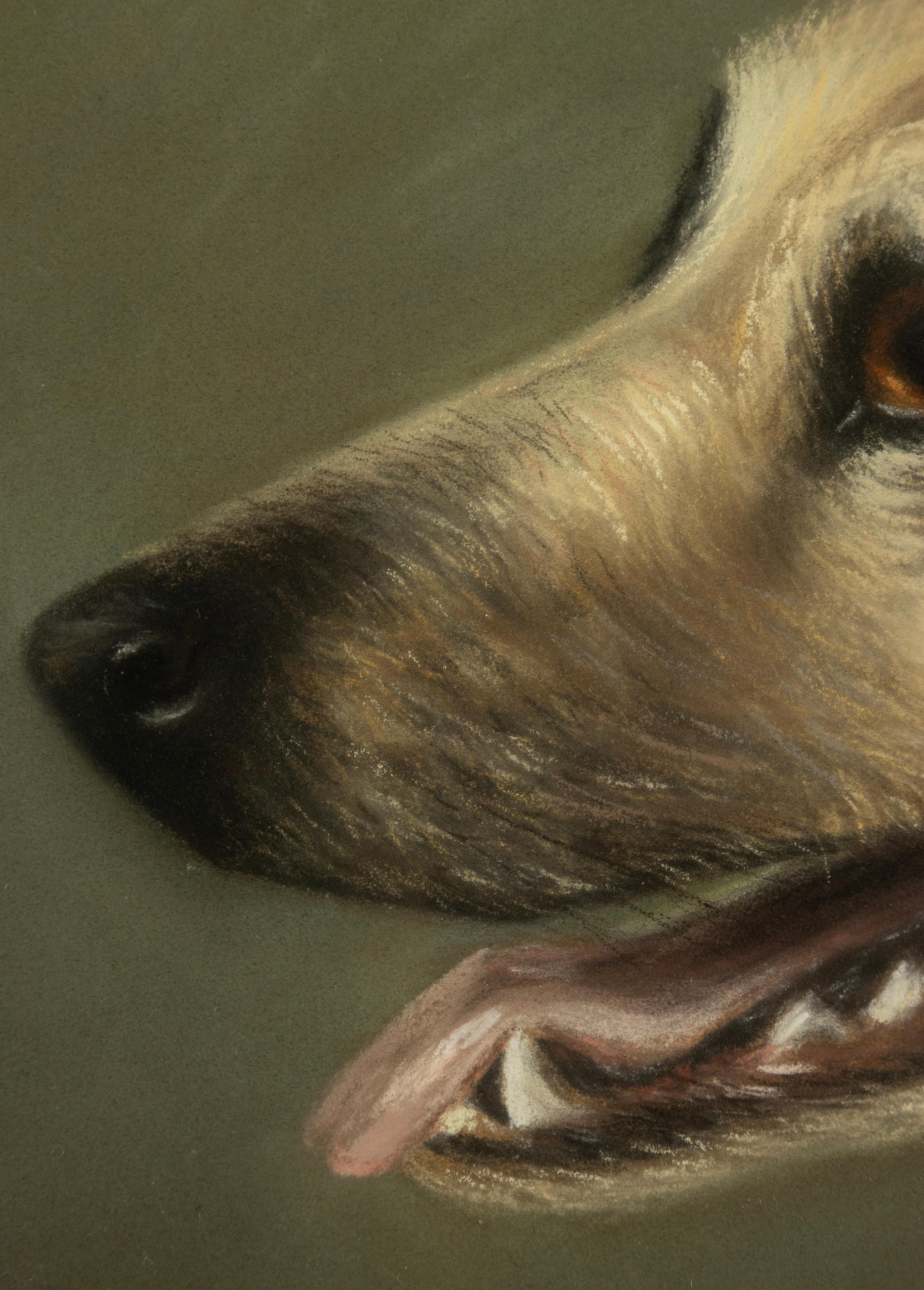 Peinture ancienne d'un chien de berger - Portrait - par Zélia Klerx, craie sur papier en vente 4