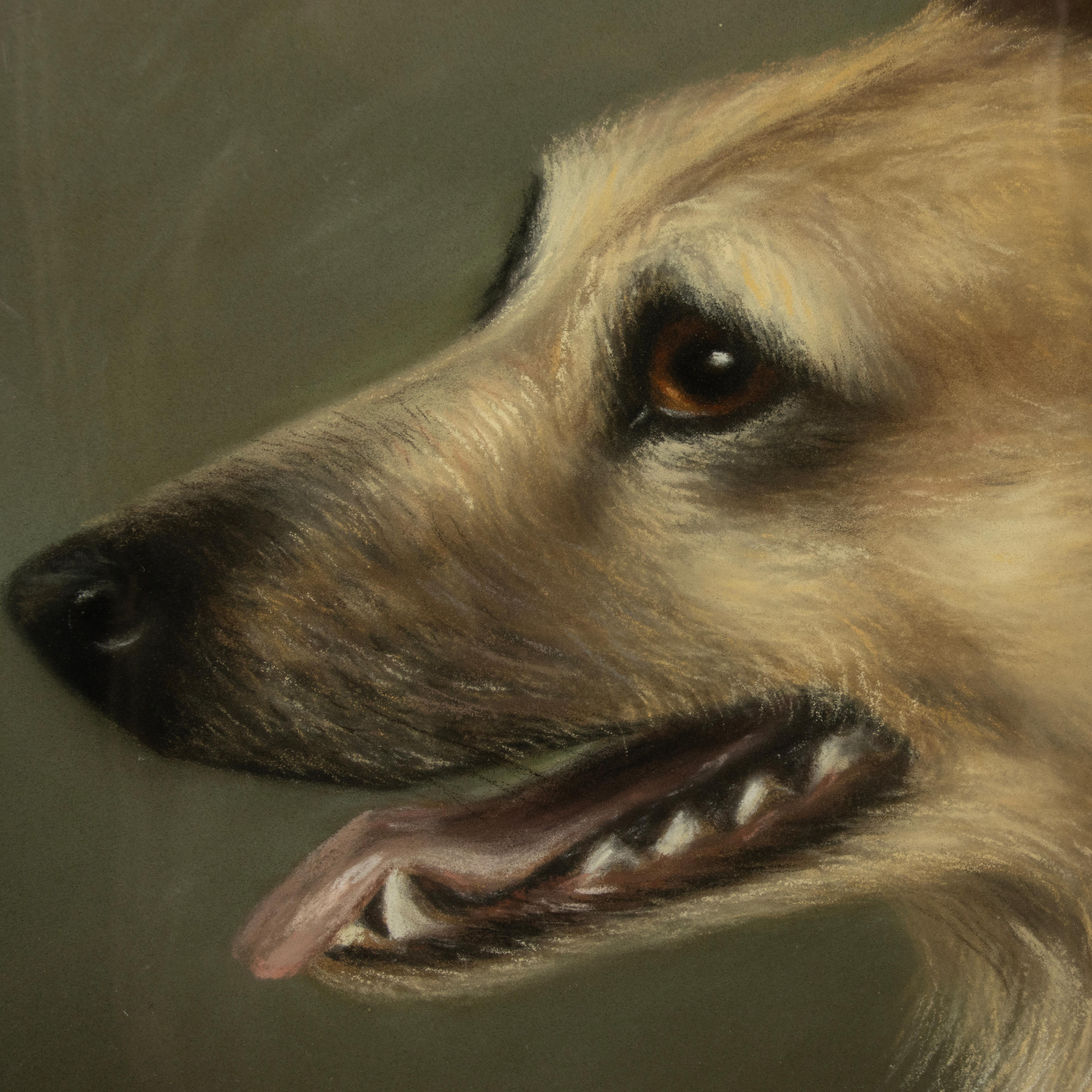 Peinture ancienne d'un chien de berger - Portrait - par Zélia Klerx, craie sur papier en vente 5