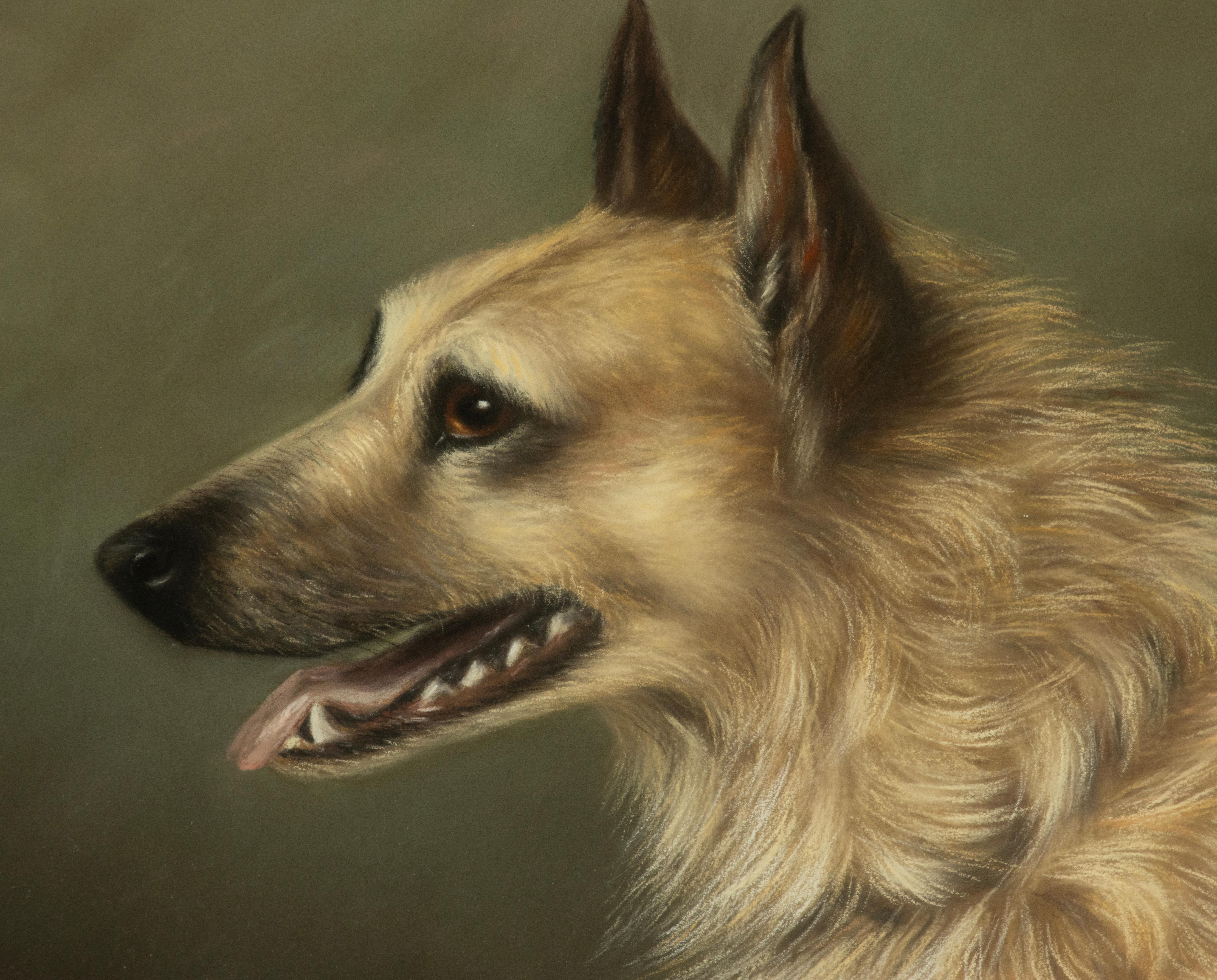Belge Peinture ancienne d'un chien de berger - Portrait - par Zélia Klerx, craie sur papier en vente