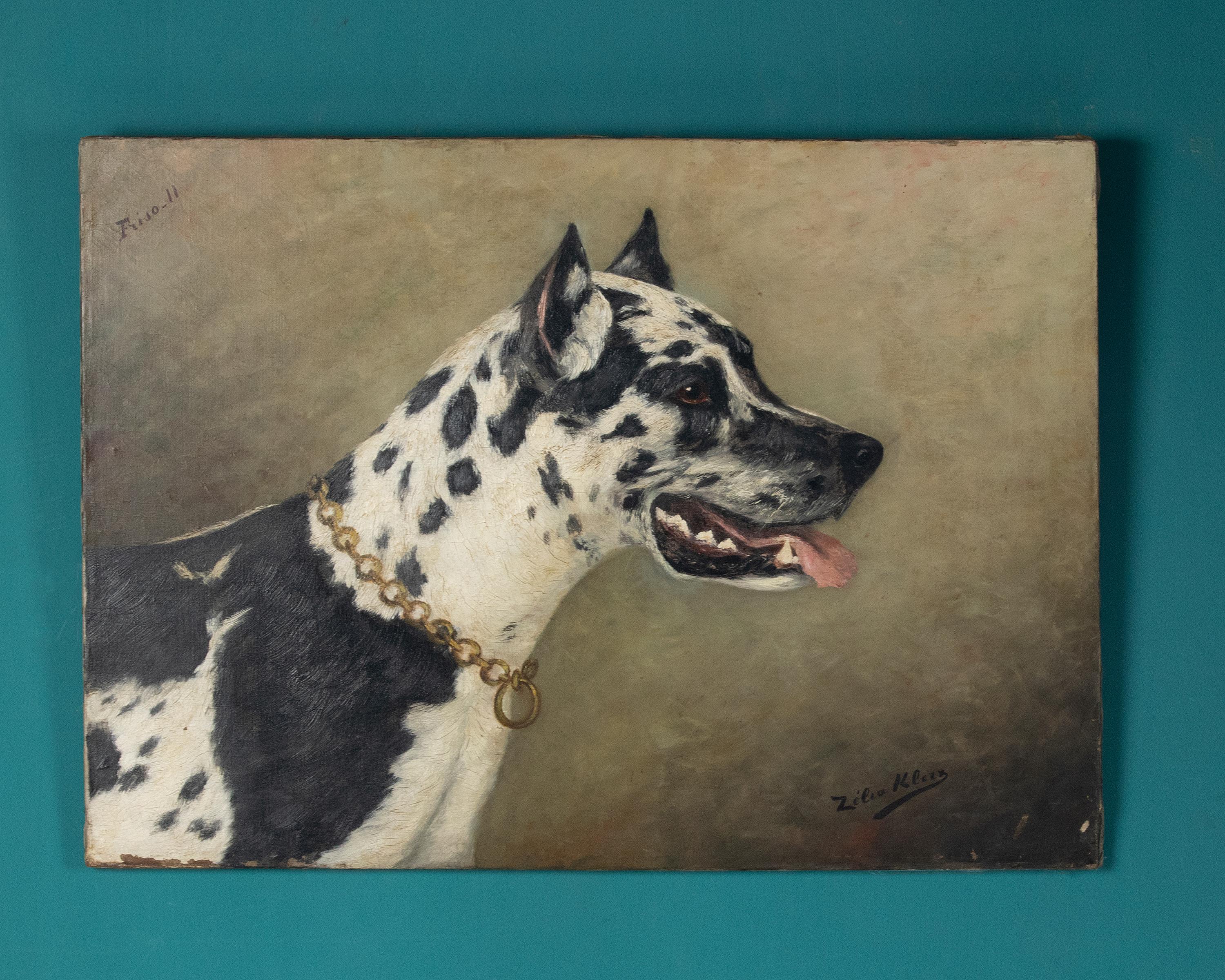 Beautiful antique painting, it is a dog portrait of a black & white Great Dane. The painting is signed Zélia Klerx, she was an artist from the Belgian region of the Ardennes, she made paintings commissioned by owners of castles and distinguished